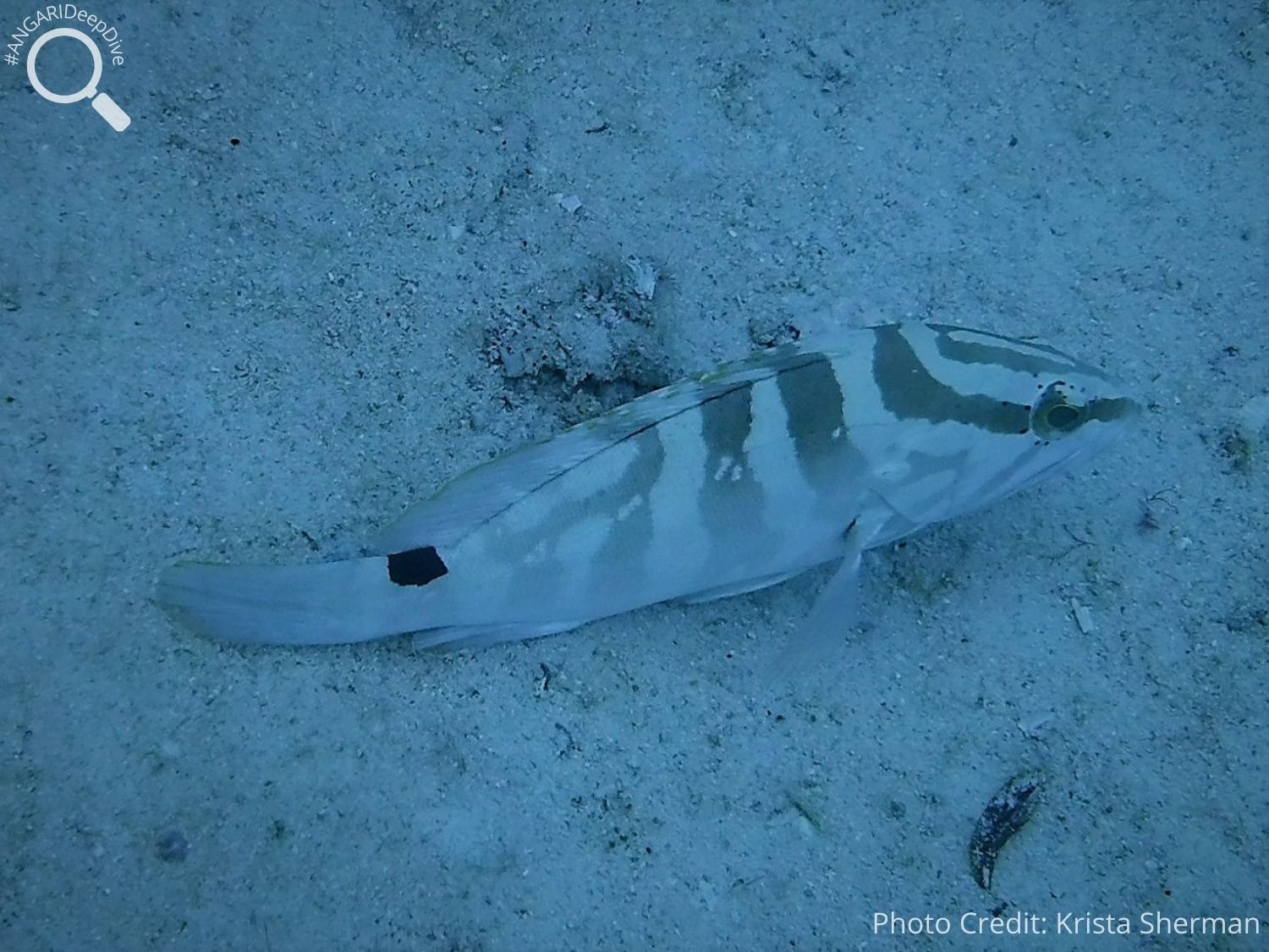 #ANGARIDeepDive_Nassau Grouper_PC_Krista Sherman