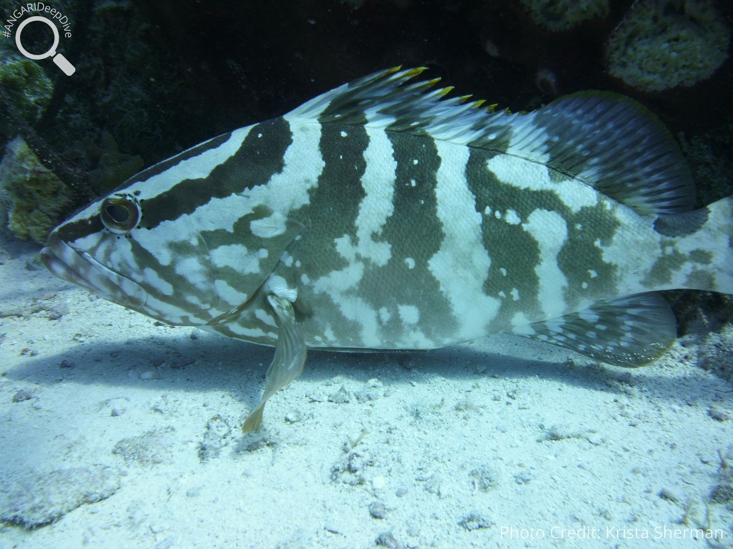 #ANGARIDeepDive_Nassau Grouper_PC_Krista Sherman