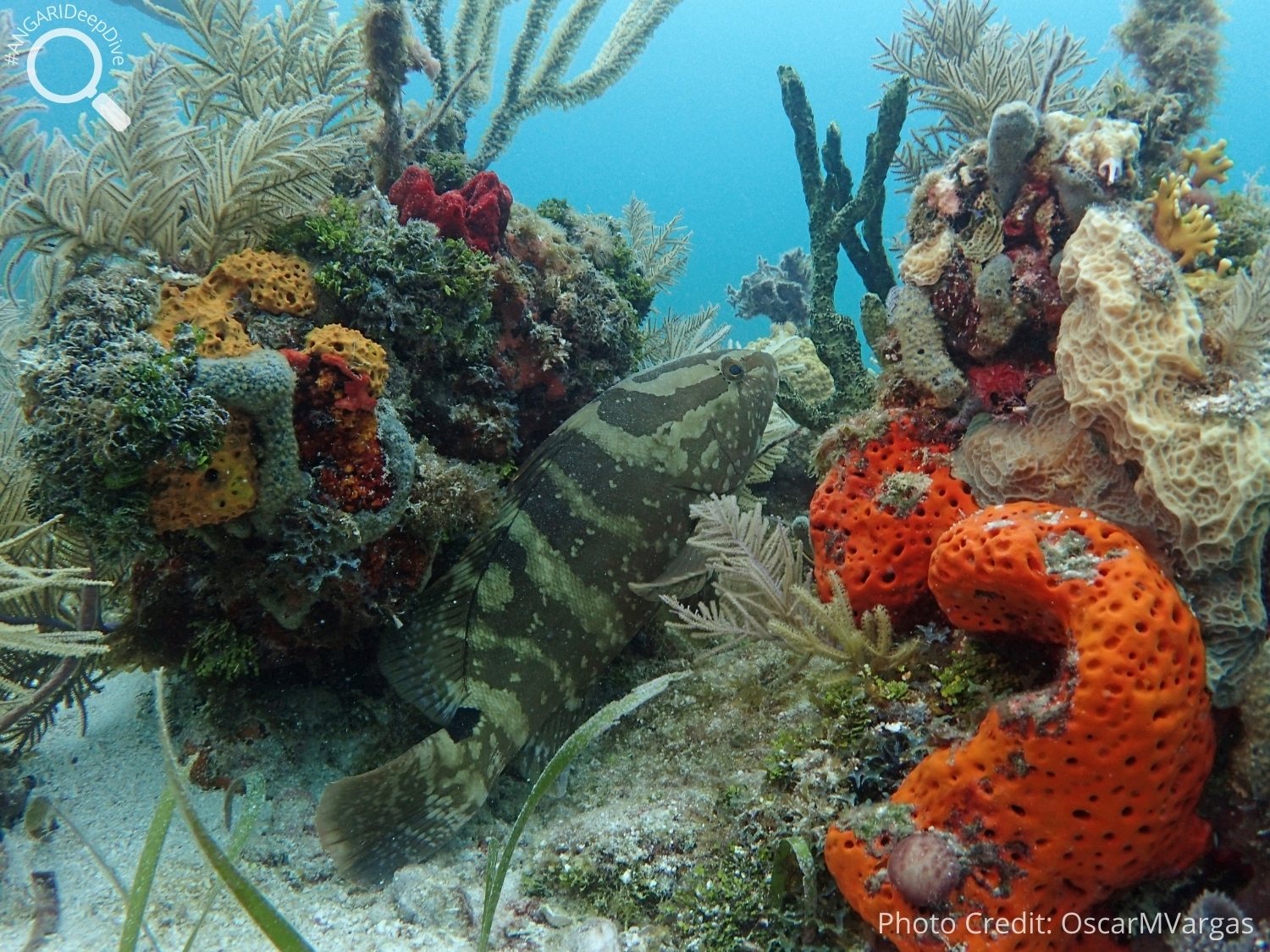 #ANGARIDeepDive_Nassau Grouper_PC_OscarMVargas