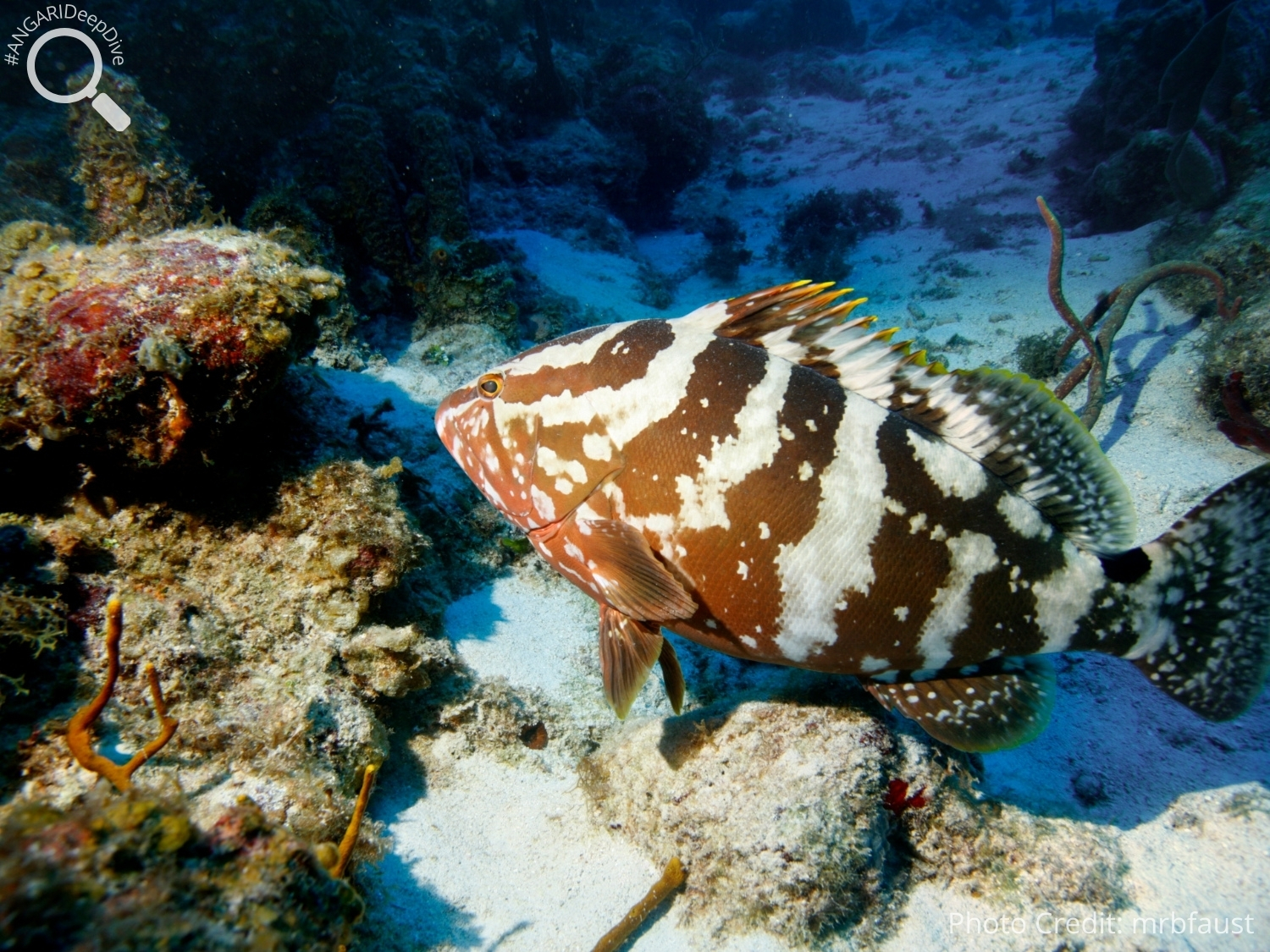 #ANGARIDeepDive_Nassau Grouper_PC_mrbfaust