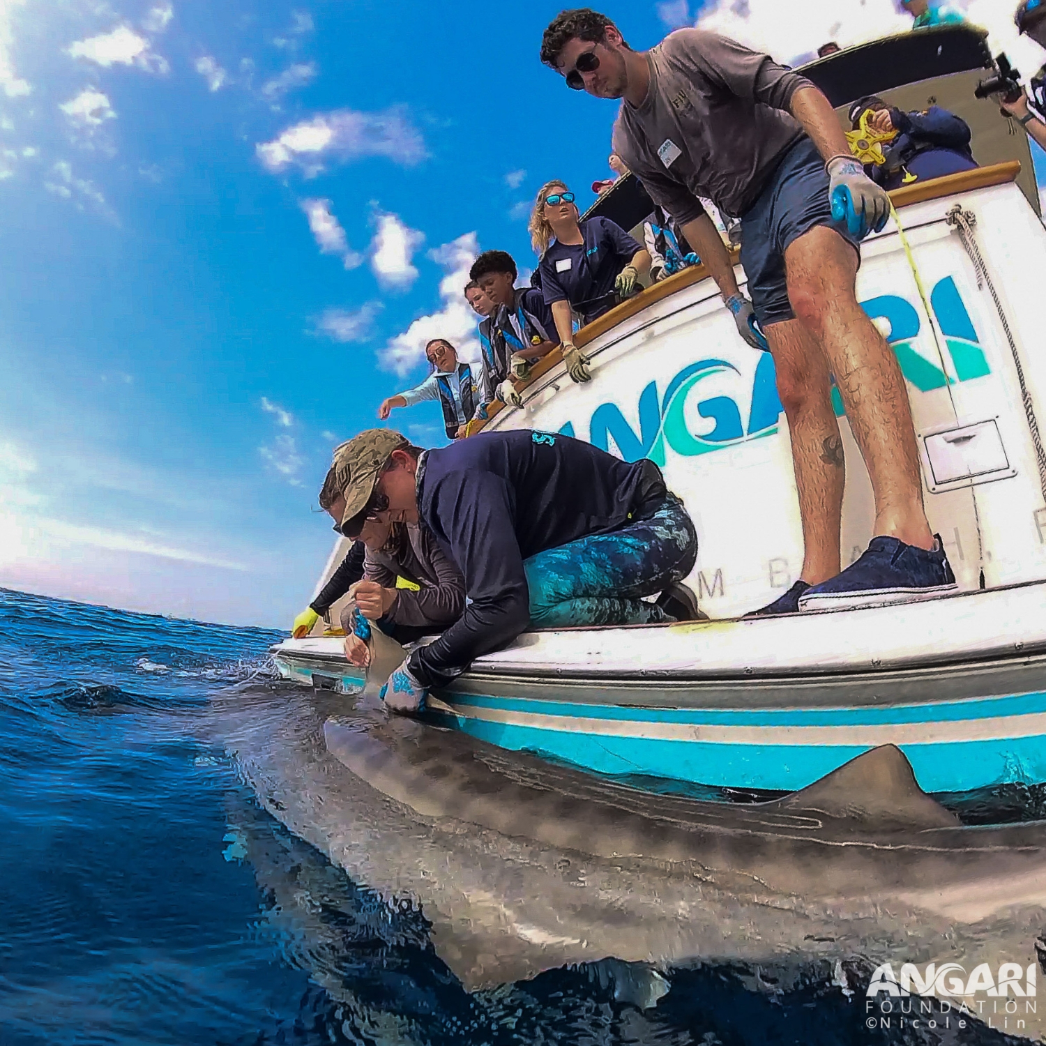 Here I am controlling the dorsal fin of a tiger shark during ANGARI Coastal Ocean Explorers: Sharks expedition. PC: Nicole Lin