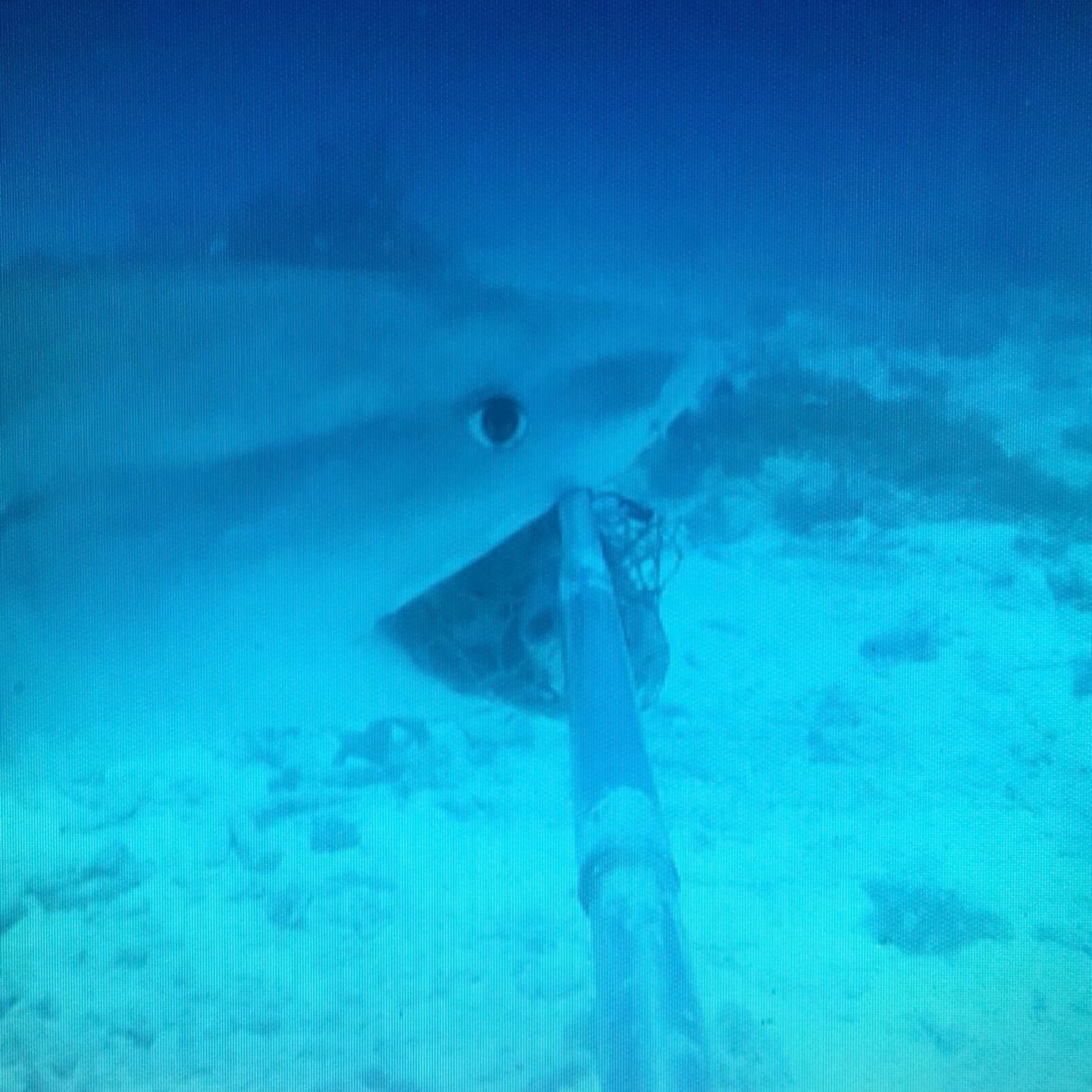 Here is an example of a BRUVS video that captures a shark biting the bait cage.