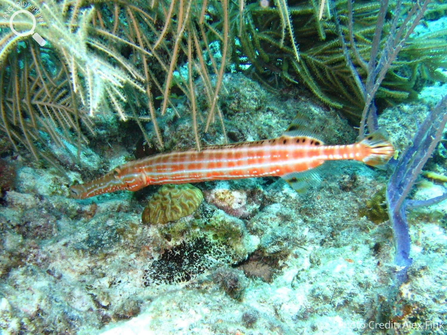 #ANGARIDeep Dive_West Atlantic Trumpetfish PC_Alex Fink