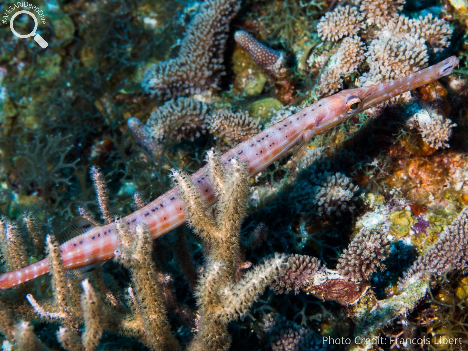 #ANGARIDeep Dive_West Atlantic Trumpetfish_PC_Francois Libert