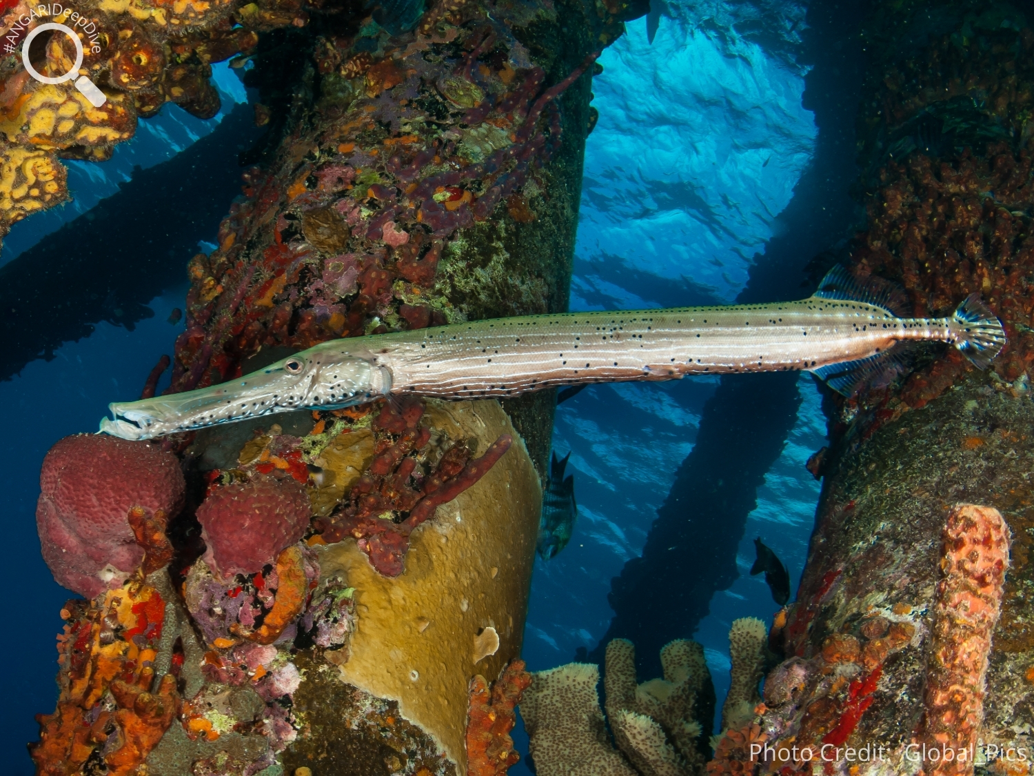 #ANGARIDeep Dive_West Atlantic Trumpetfish_PC_Global_Pics