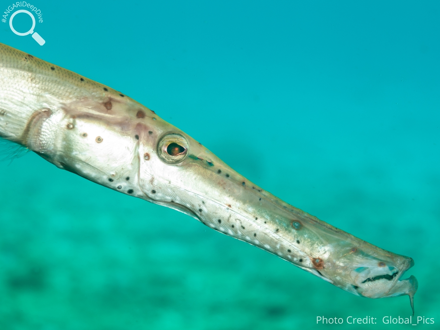 #ANGARIDeep Dive_West Atlantic Trumpetfish_PC_Global_pics