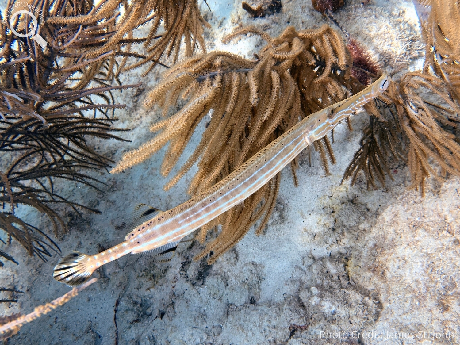 #ANGARIDeep Dive_West Atlantic Trumpetfish_PC_James St. John