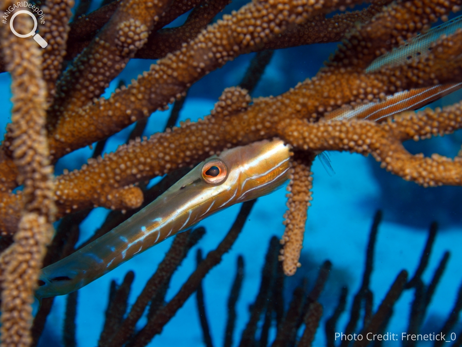 #ANGARIDeep Dive_West Atlantic Trumpetfish_PC_frenetick_0