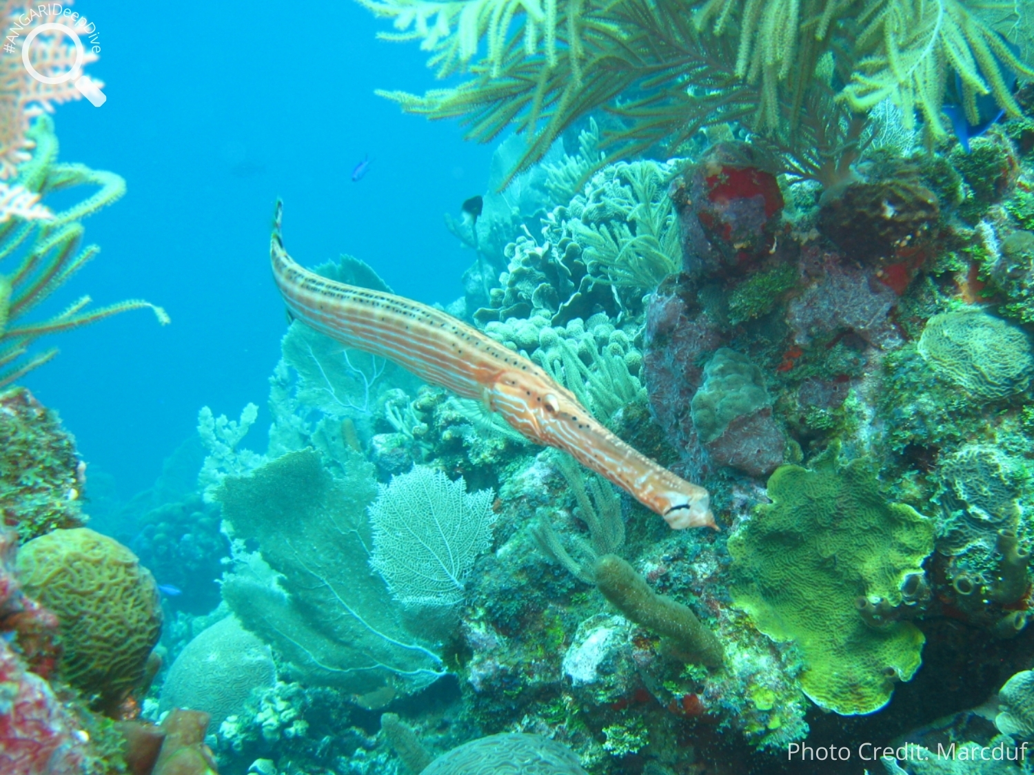 #ANGARIDeep Dive_West Atlantic Trumpetfish_PC_marcduf