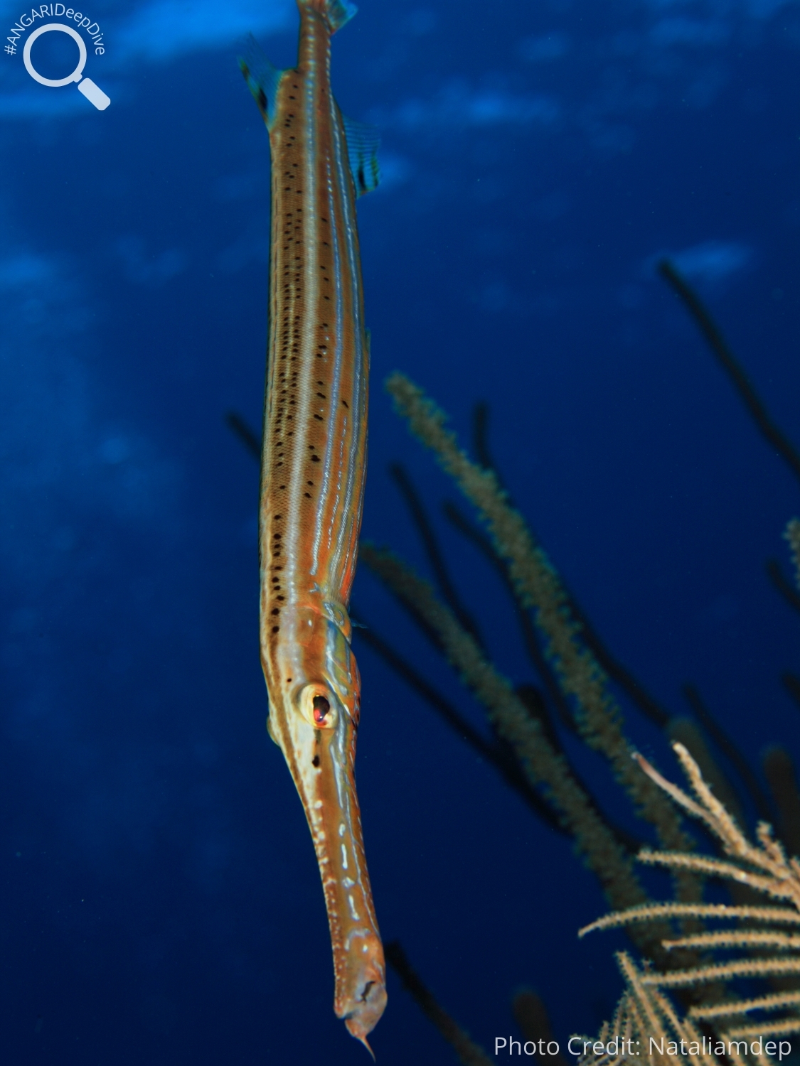 #ANGARIDeepDive_ West Atlantic Trumpetfish_PC_Nataliamdep