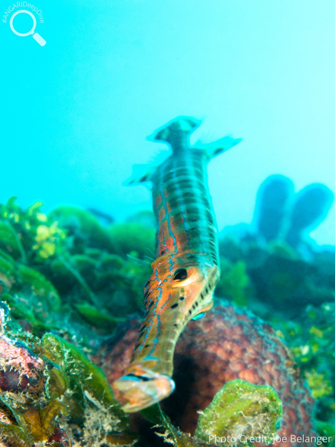 #ANGARIDeepDive_West Atlantic Trumpetfish_PC_Joe Belanger