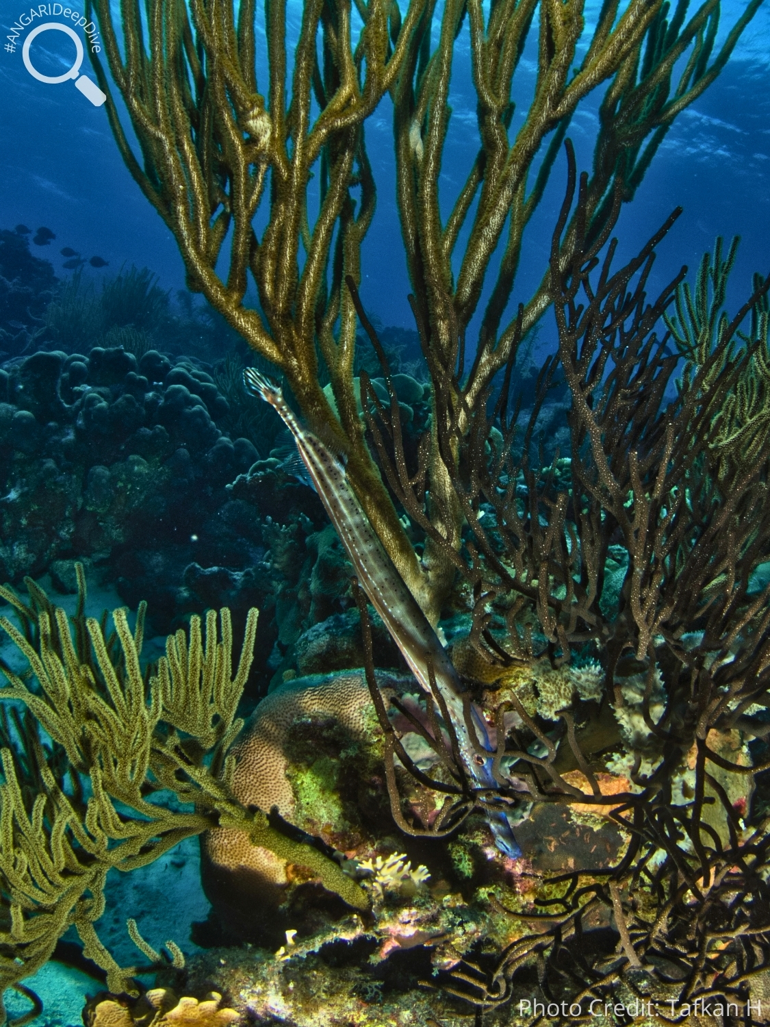 #ANGARIDeepDive_West Atlantic Trumpetfish_PC_Tafkan H