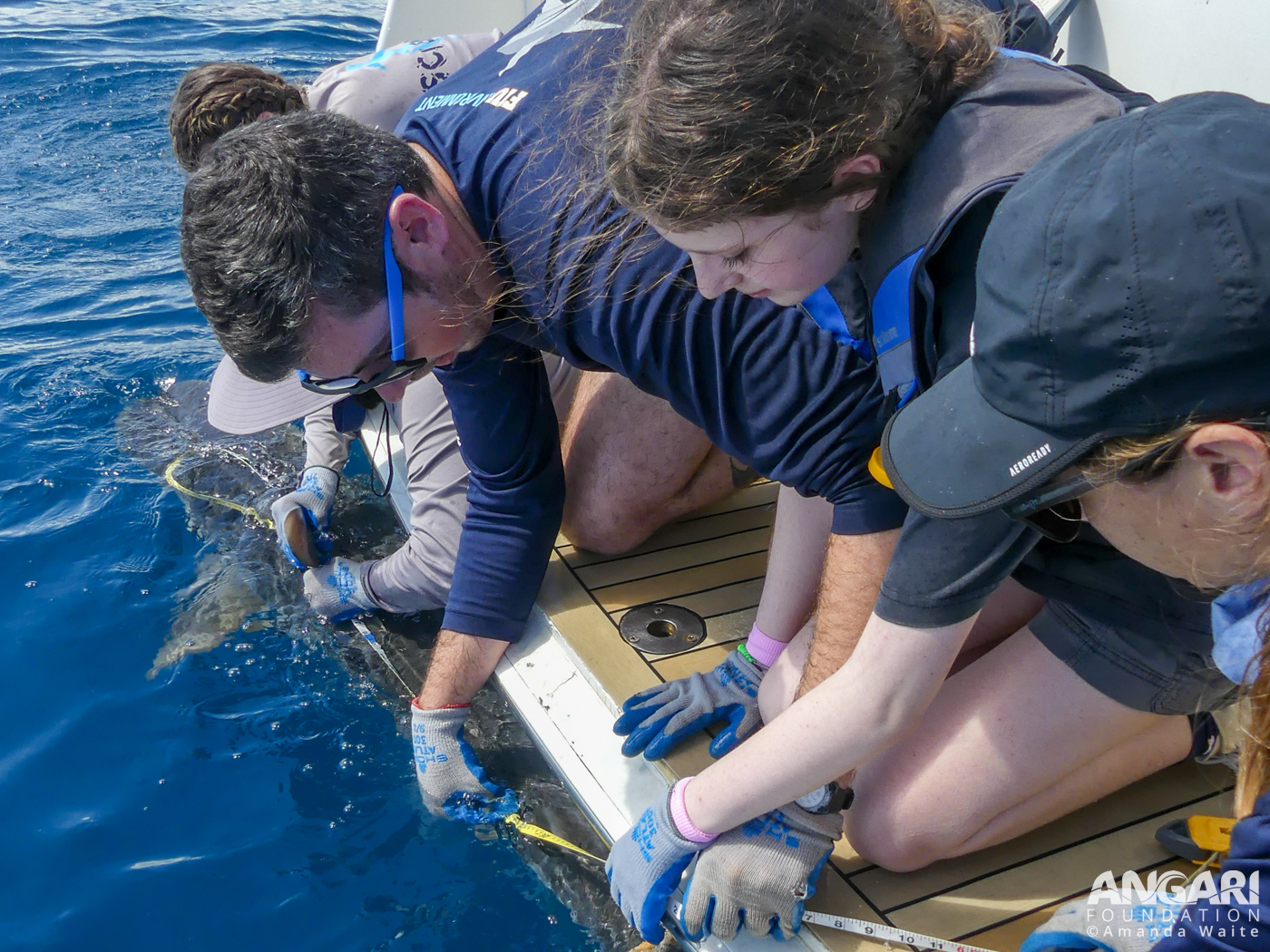 Coastal Ocean Explorers: Sharks