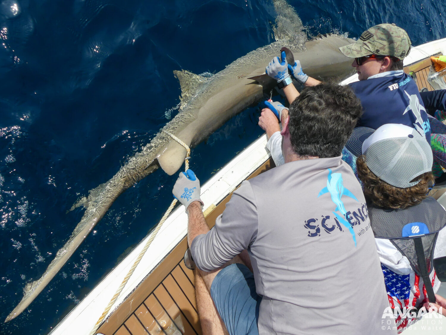 Coastal Ocean Explorers: Sharks