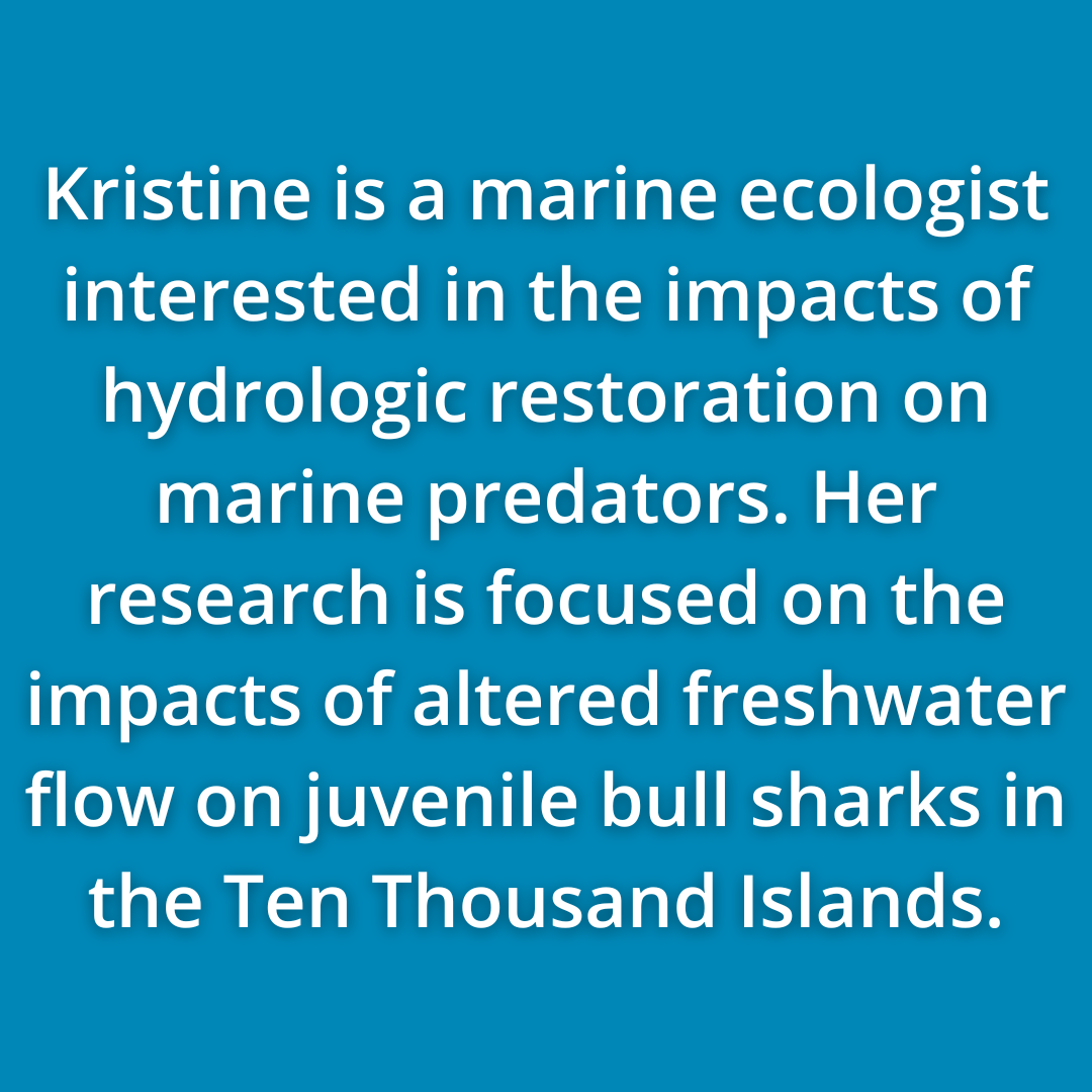 Kristine Zikmanis Is A Marine Ecologist Interested In The Impacts Of Hydrologic Restoration On Marine Predators. Her Research Is Focused On The Impacts Of Altered Freshwater Flow On Juvenile Bull Sharks In The Ten Thousand Islands.