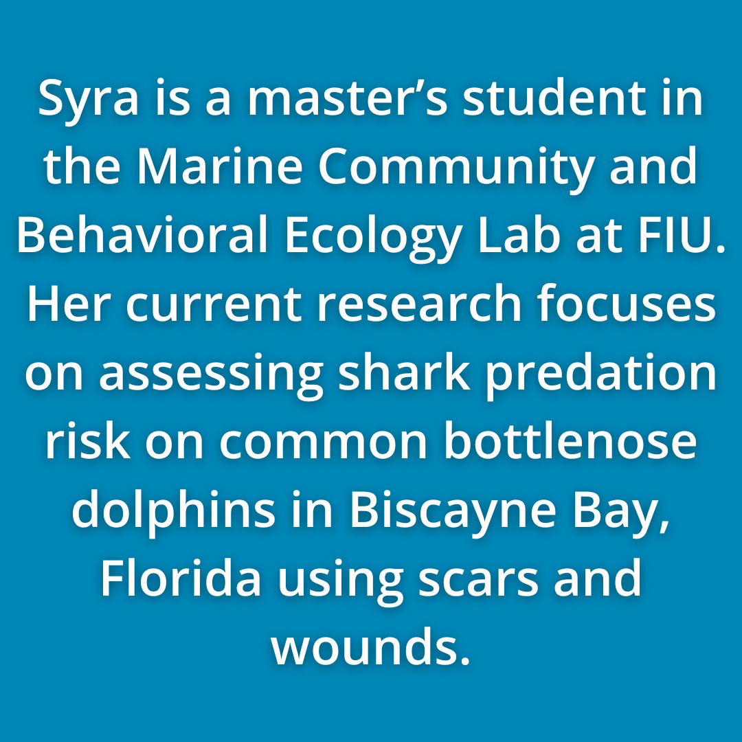 Syra Tanchin Is A Master’s Student In The Marine Community And Behavioral Ecology Lab At FIU. Her Current Research Focuses On Assessing Shark Predation Risk On Common Bottlenose Dolphins In Biscayne Bay, Florida Using Scars And Wounds.