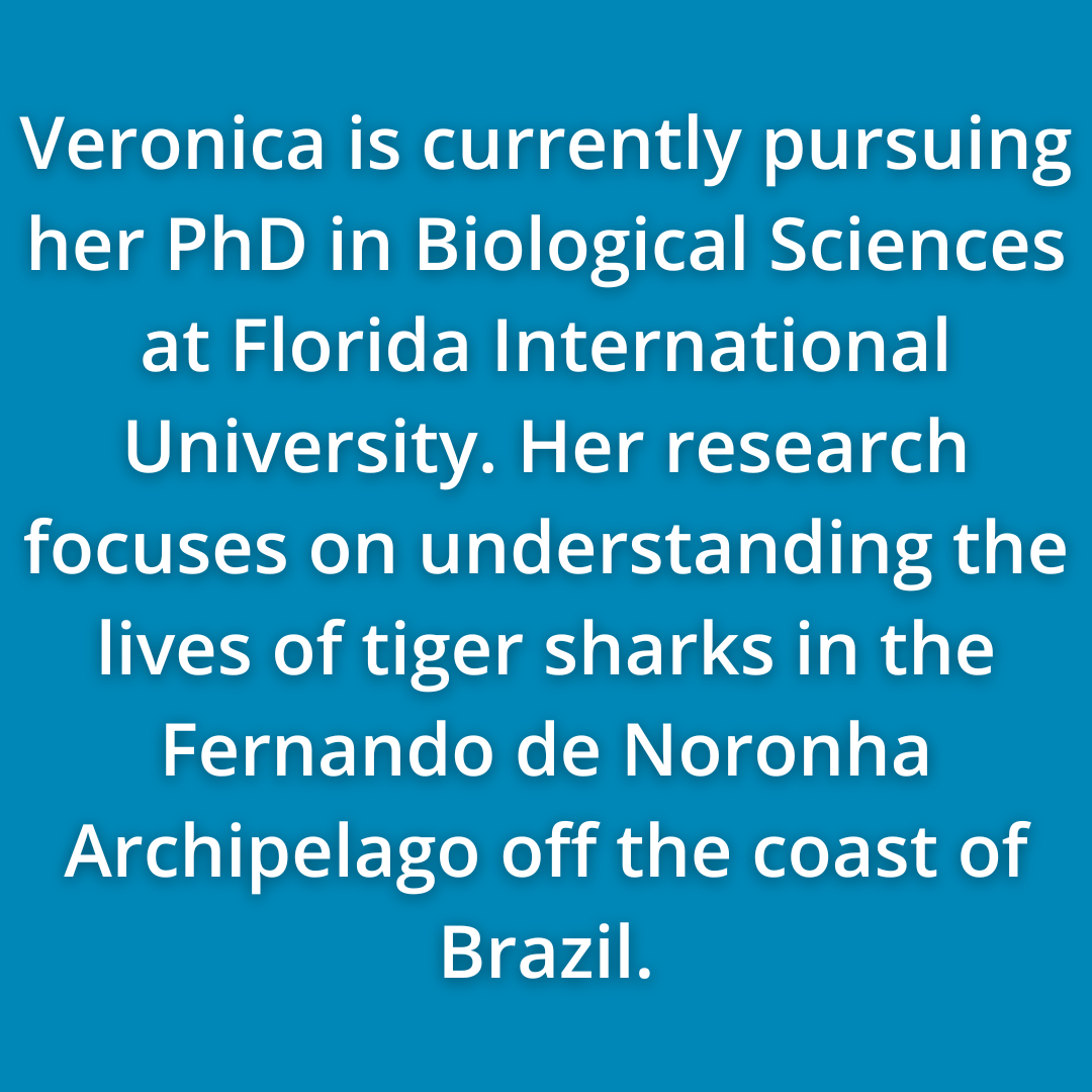 Veronica Zuccolo Is Currently Pursuing Her PhD In Biological Sciences At Florida International University. Her Research Focuses On Understanding The Lives Of Tiger Sharks In The Fernando De Noronha Archipelago Off The Coast Of Brazil.