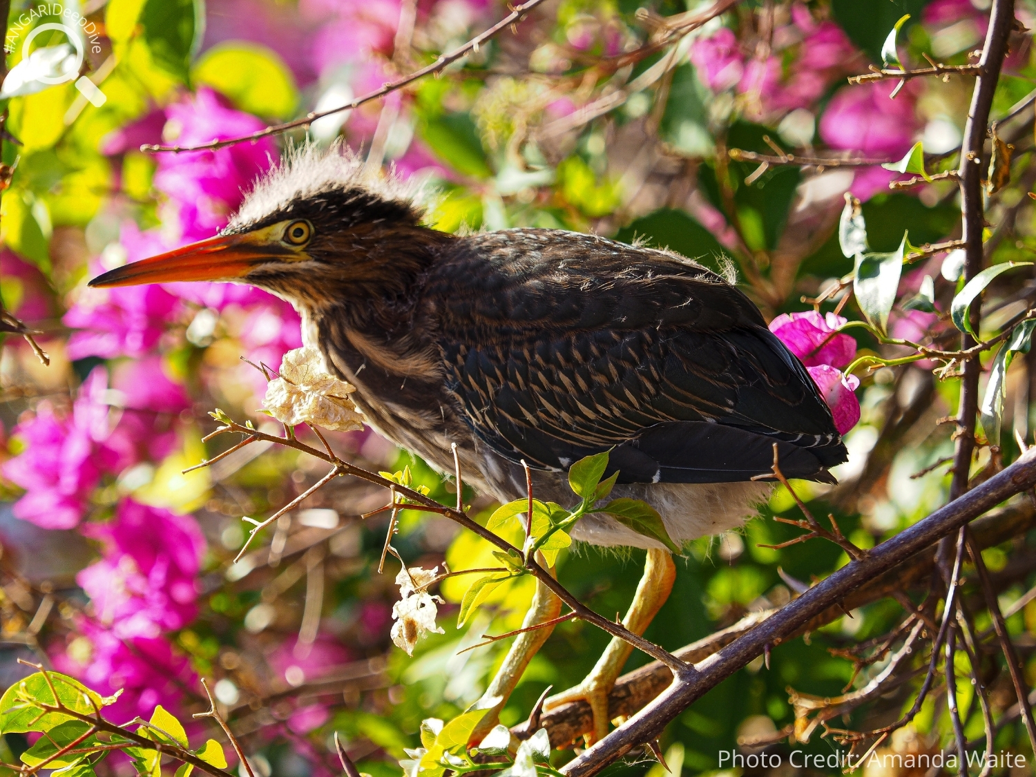 #ANGARIDeepDive_Green Heron_PC_Amanda Waite