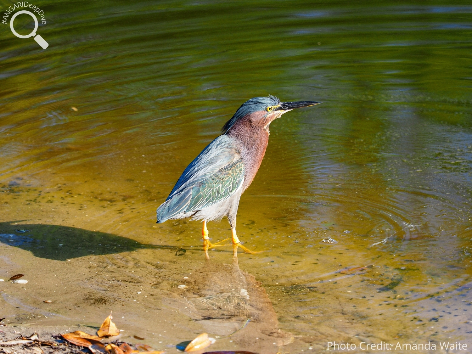 #ANGARIDeepDive_Green Heron_PC_Amanda Waite