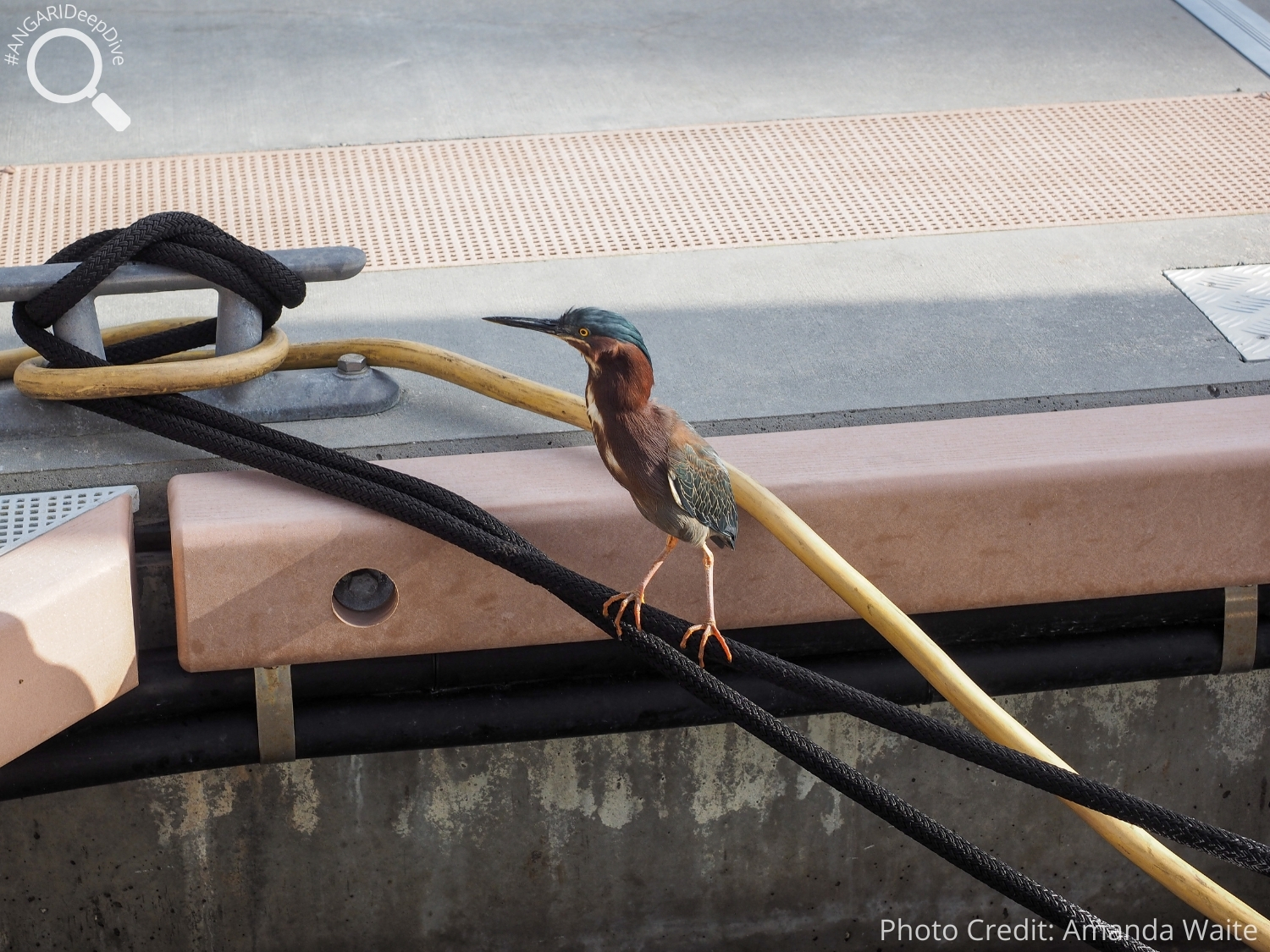 #ANGARIDeepDive_Green Heron_PC_Amanda Waite