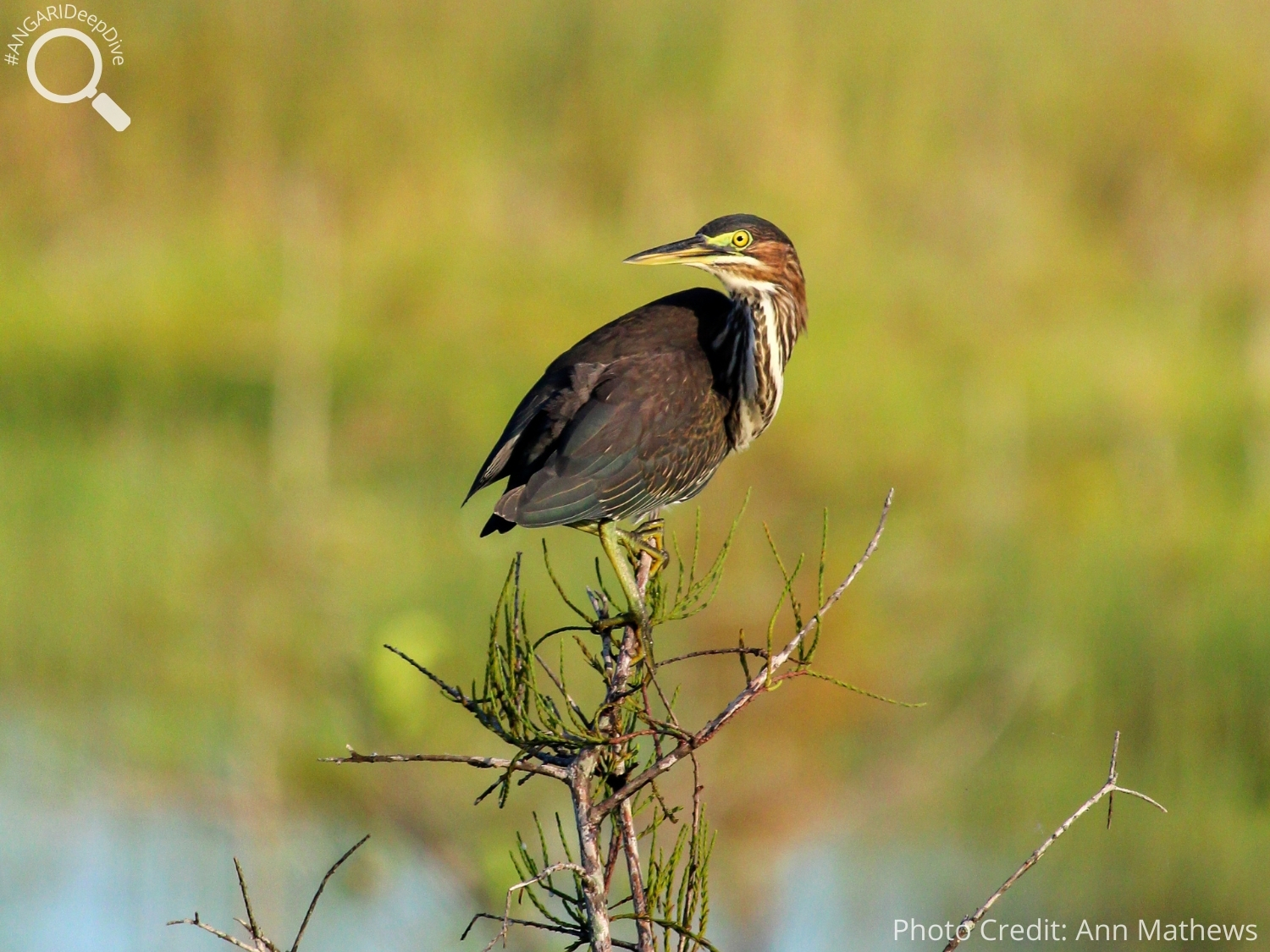 #ANGARIDeepDive_Green Heron_PC_Ann Mathews