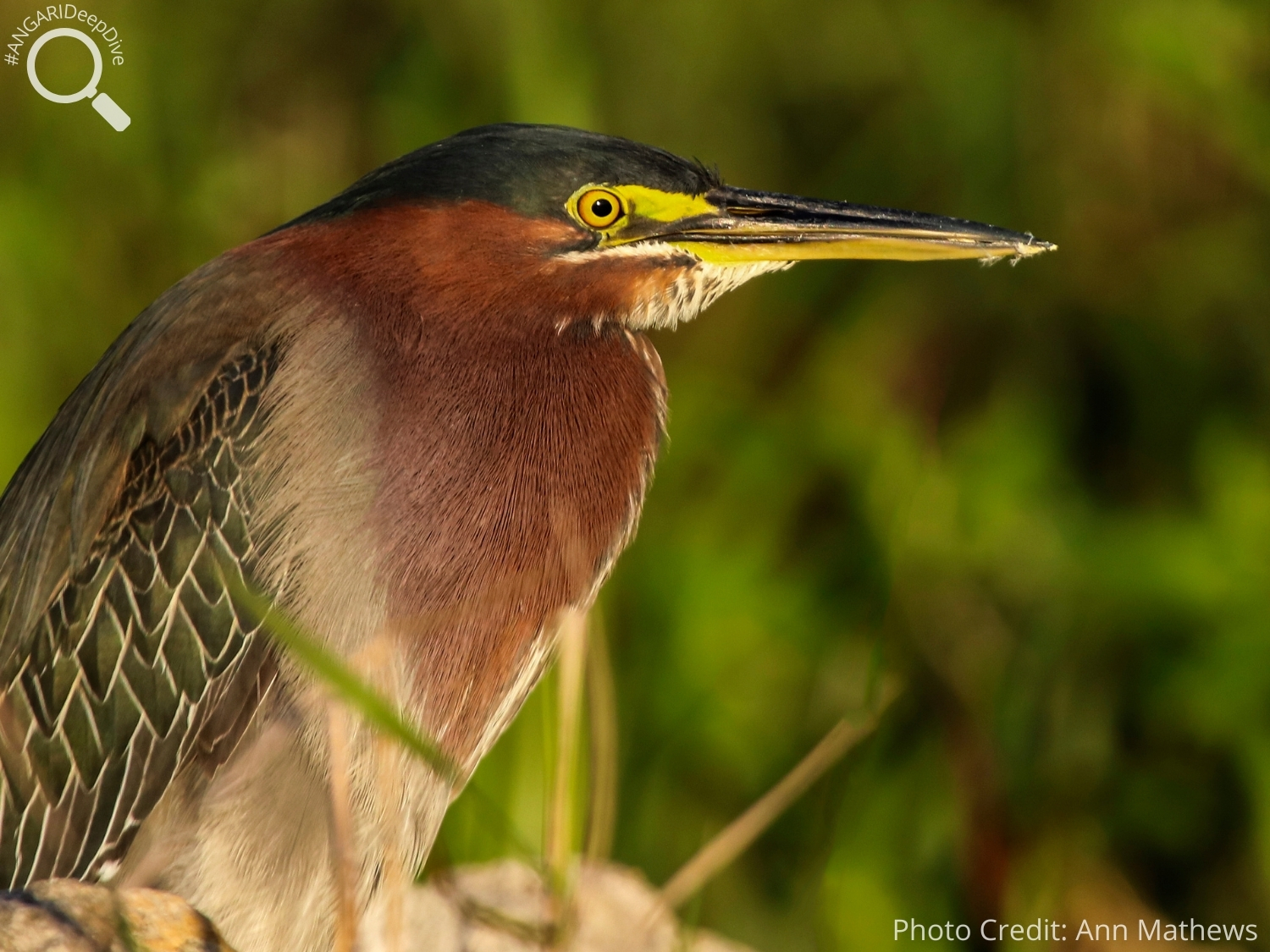 #ANGARIDeepDive_Green Heron_PC_Ann Mathews
