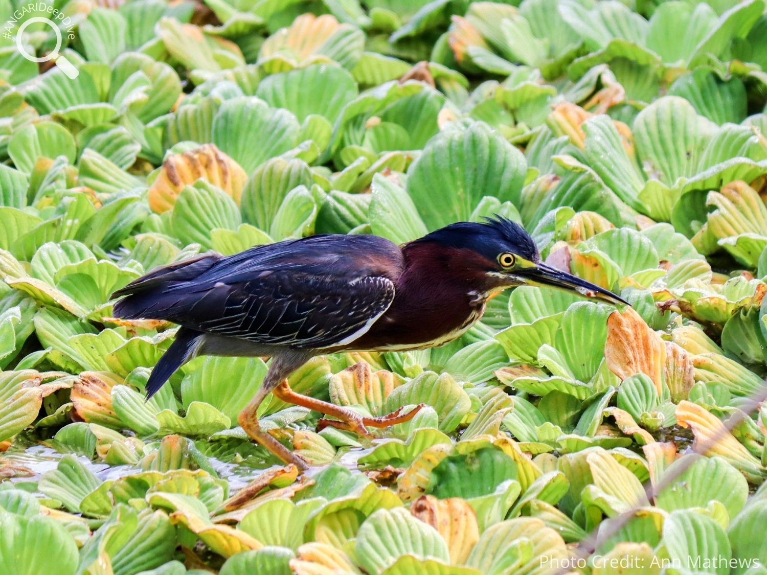 #ANGARIDeepDive_Green Heron_PC_Ann Mathews