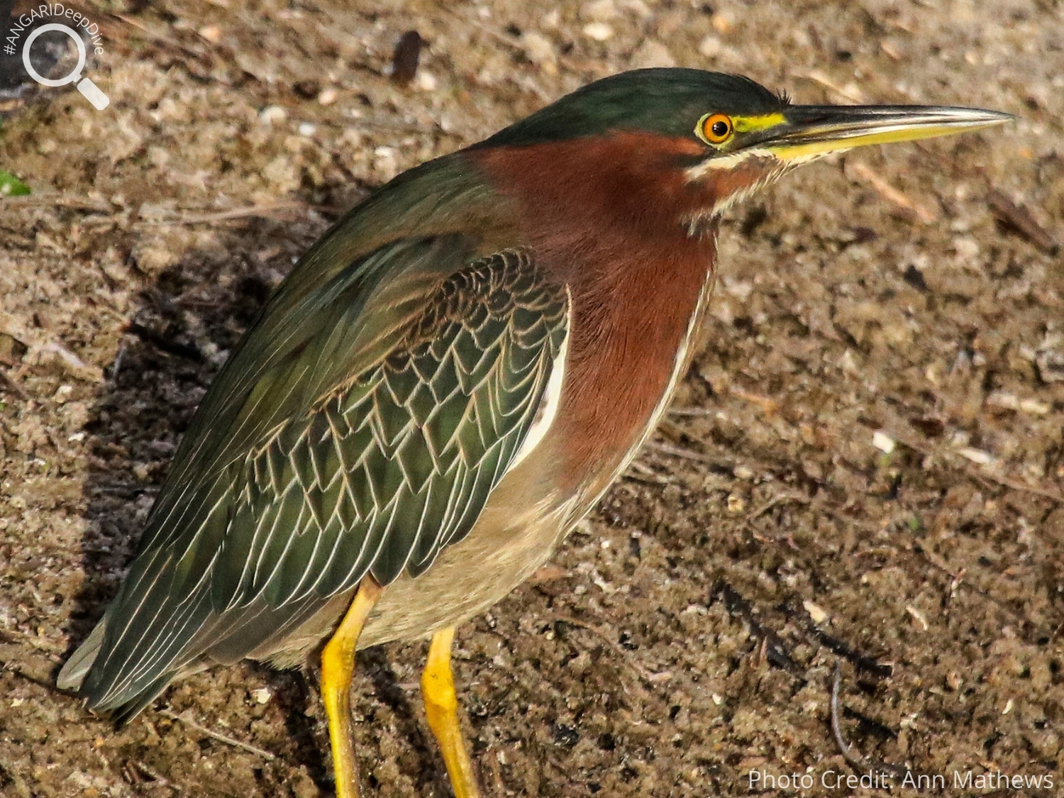 #ANGARIDeepDive_Green Heron_PC_Ann Mathews