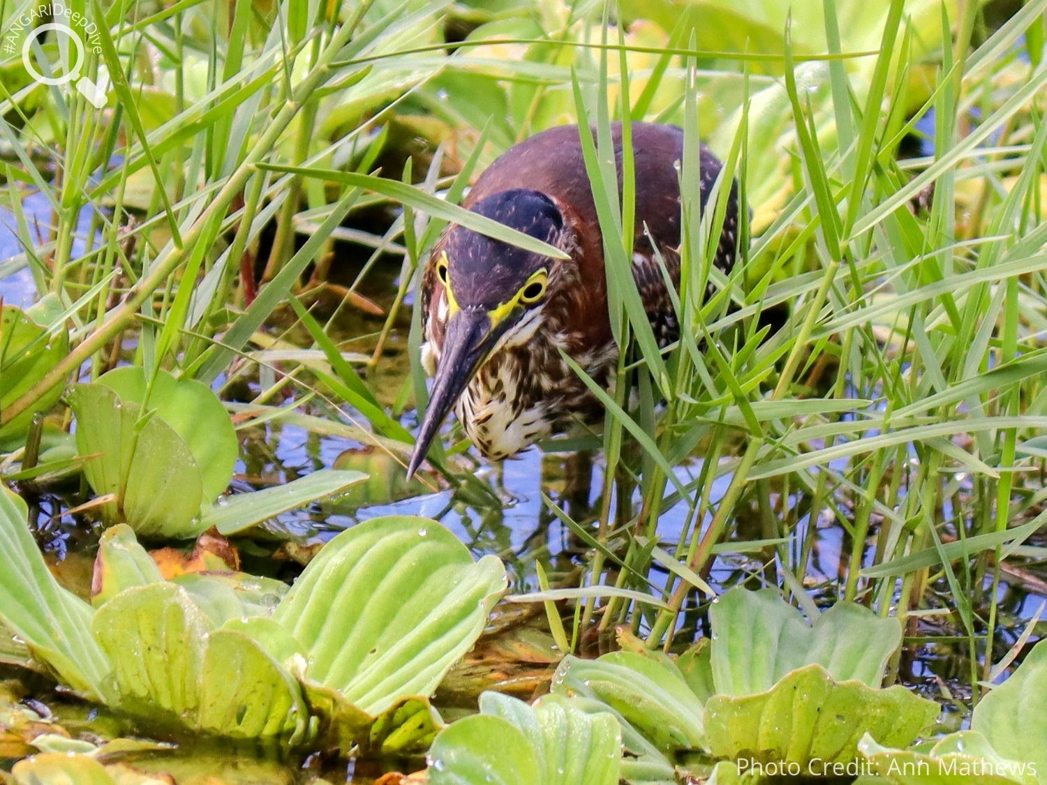 #ANGARIDeepDive_Green Heron_PC_Ann Mathews