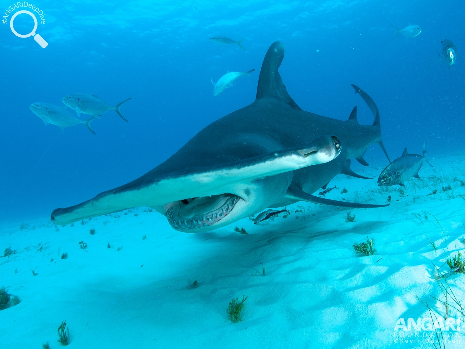 #ANGARIDeepDive_Great Hammerhead Shark_PC_Kevin Davidson