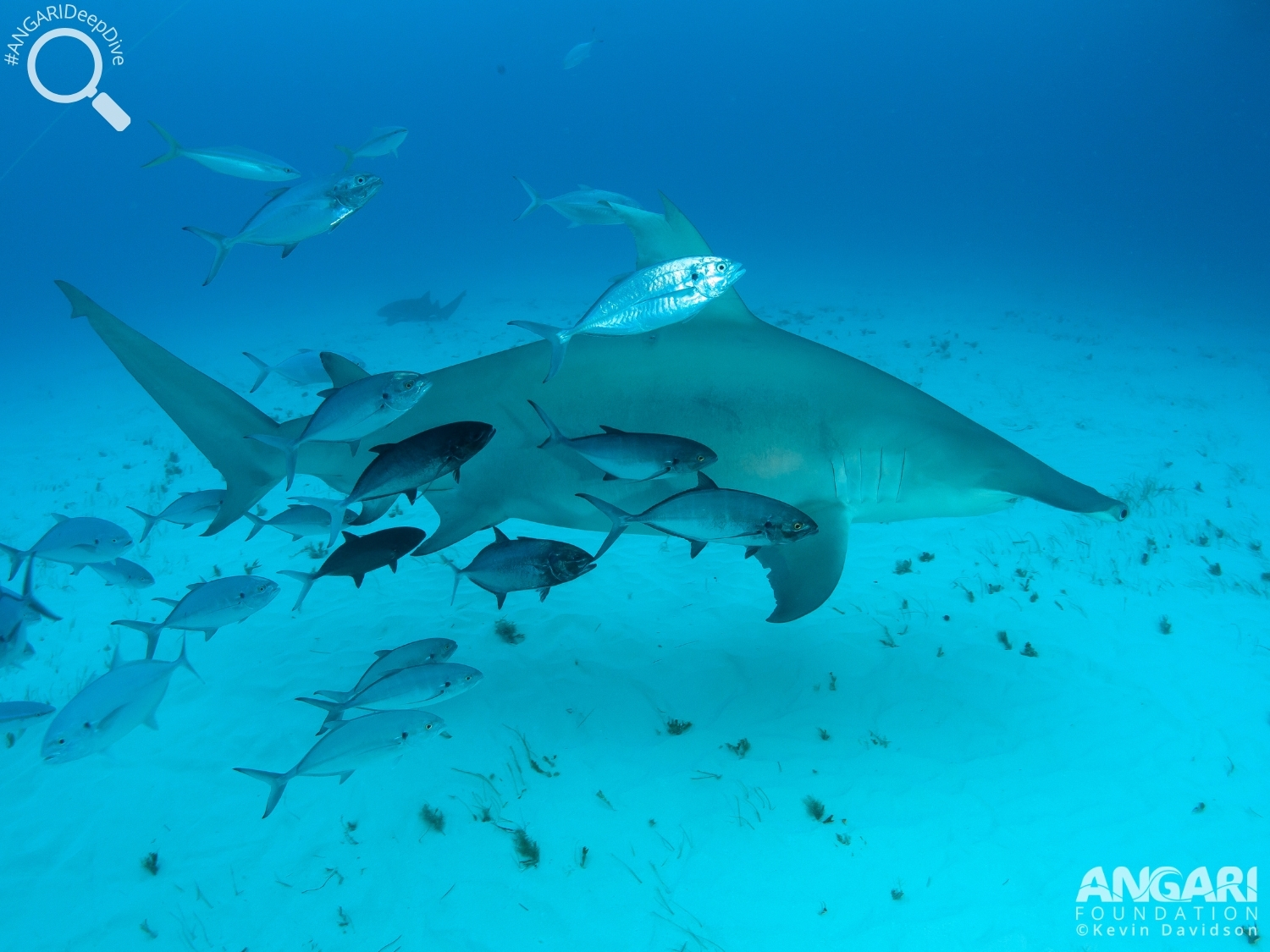 #ANGARIDeepDive_Great Hammerhead Shark_PC_Kevin Davidson