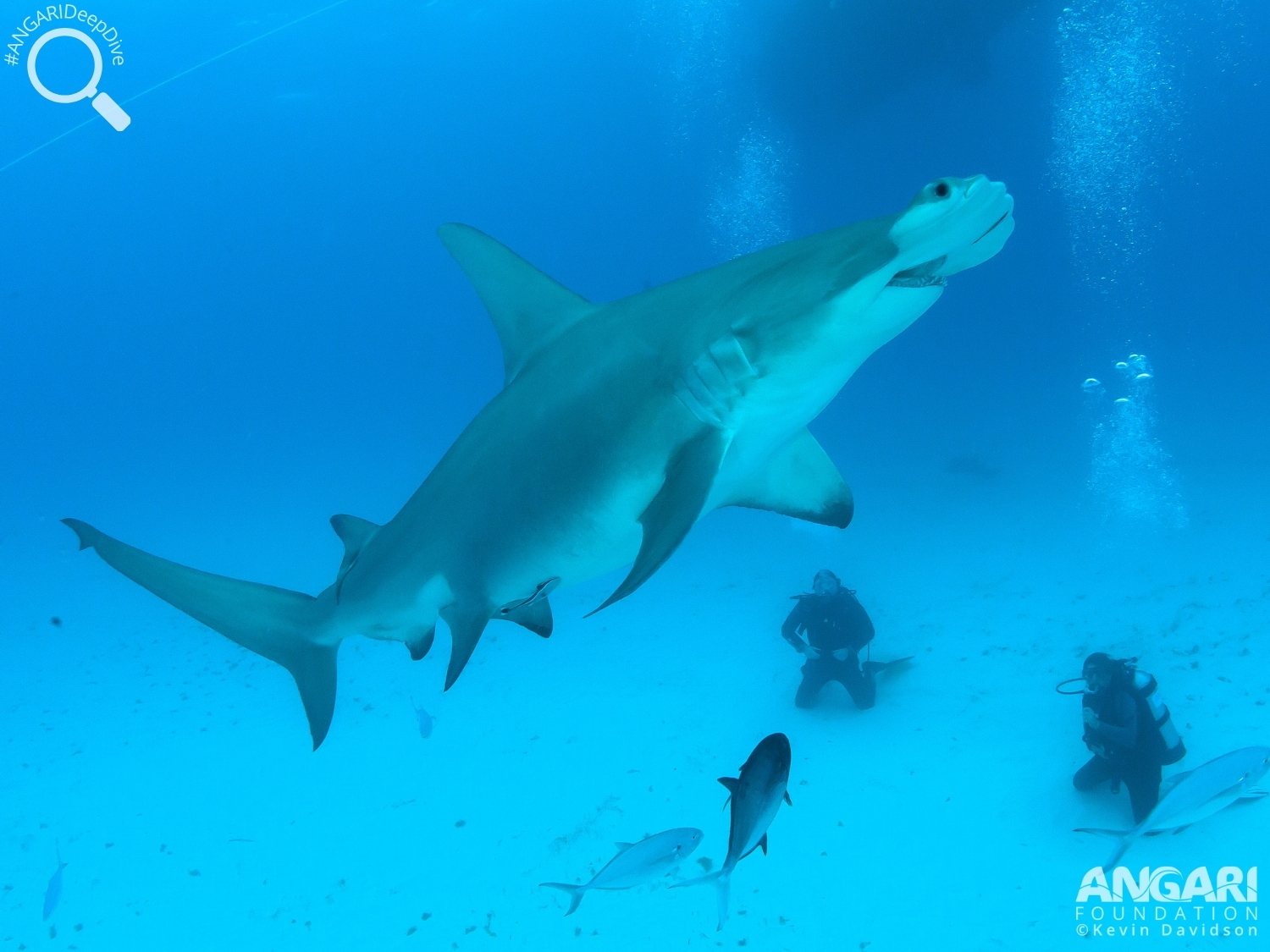 #ANGARIDeepDive_Great Hammerhead Shark_PC_Kevin Davidson