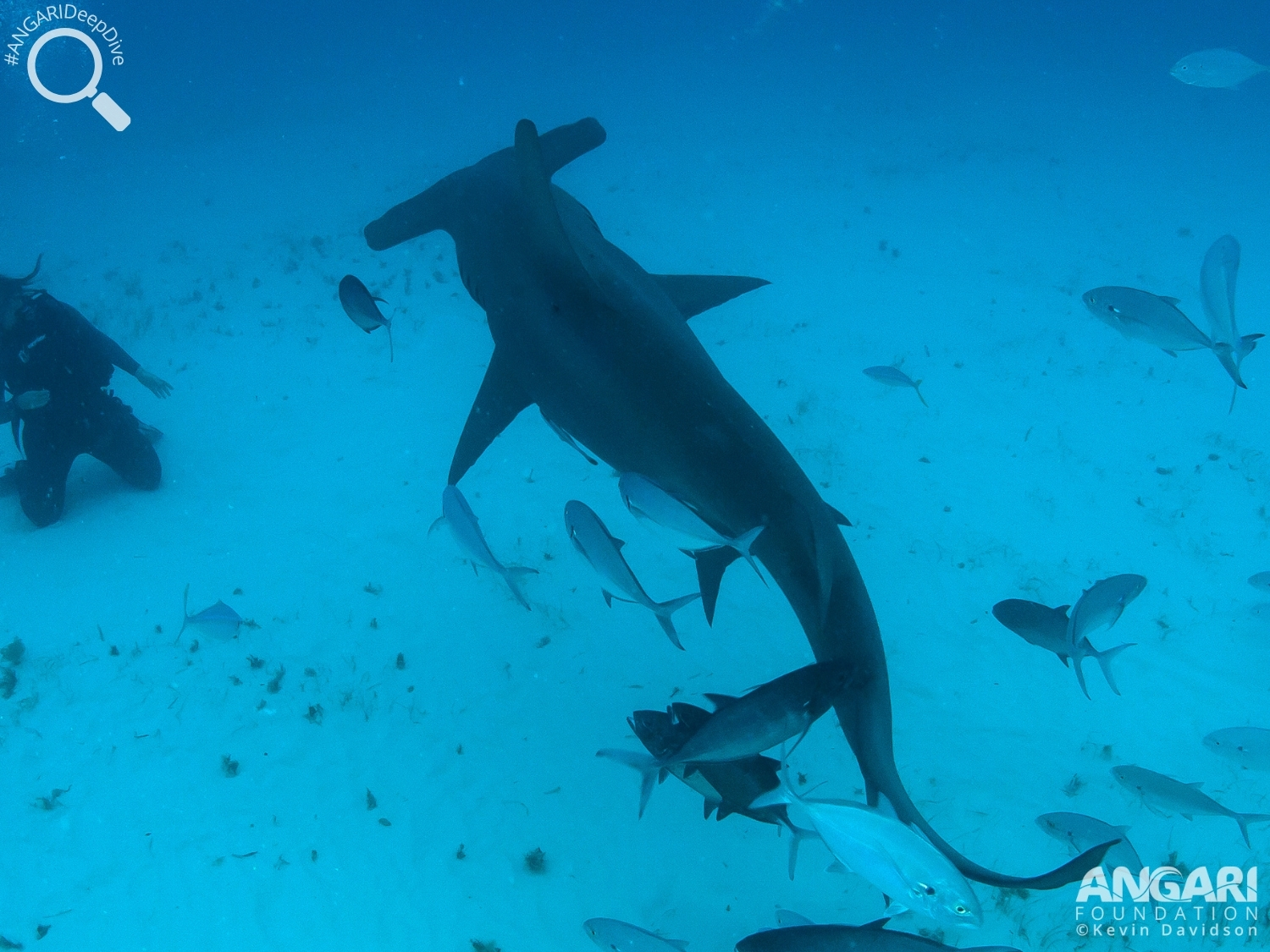 #ANGARIDeepDive_Great Hammerhead Shark_PC_Kevin Davidson