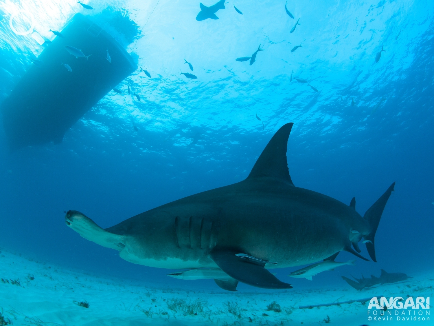 #ANGARIDeepDive_Great Hammerhead Shark_PC_Kevin Davidson