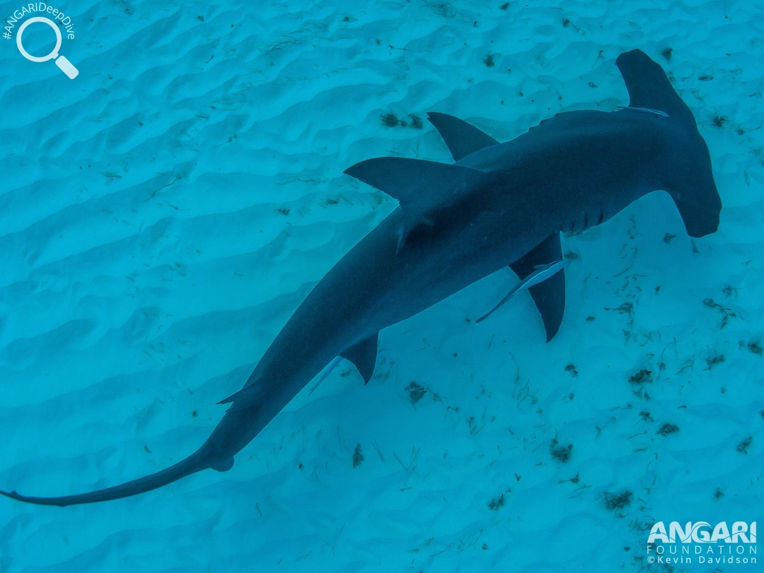 #ANGARIDeepDive_Great Hammerhead Shark_PC_Kevin Davidson