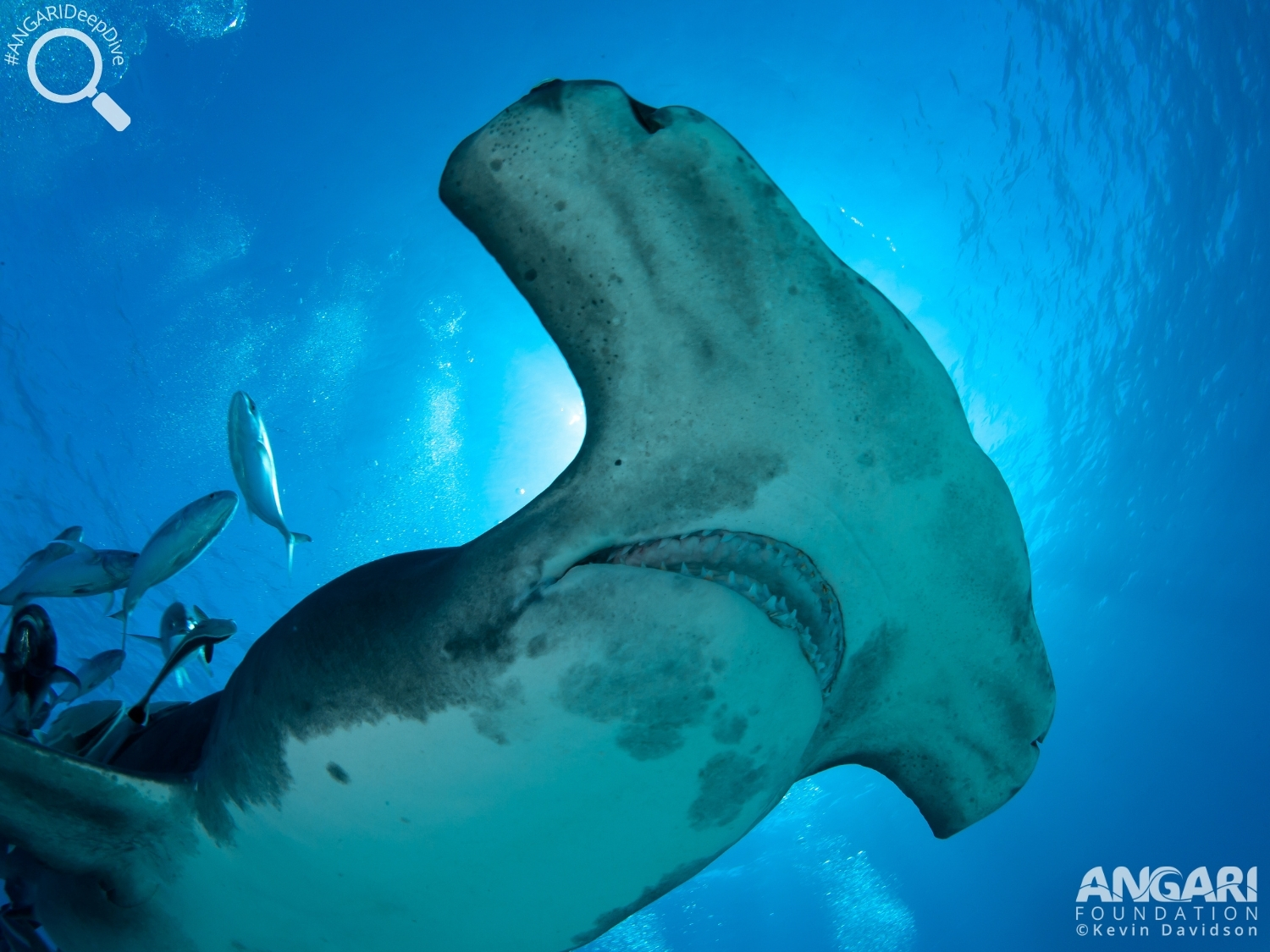 #ANGARIDeepDive_Great Hammerhead Shark_PC_Kevin Davidson