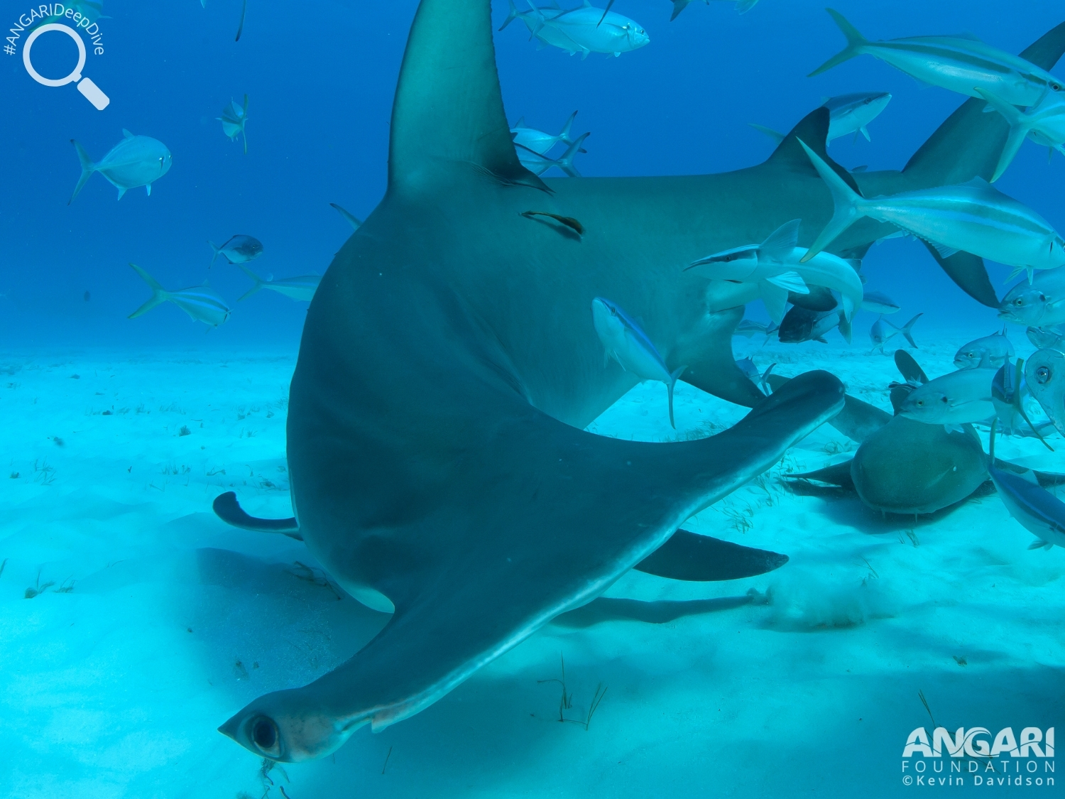 #ANGARIDeepDive_Great Hammerhead Shark_PC_Kevin Davidson