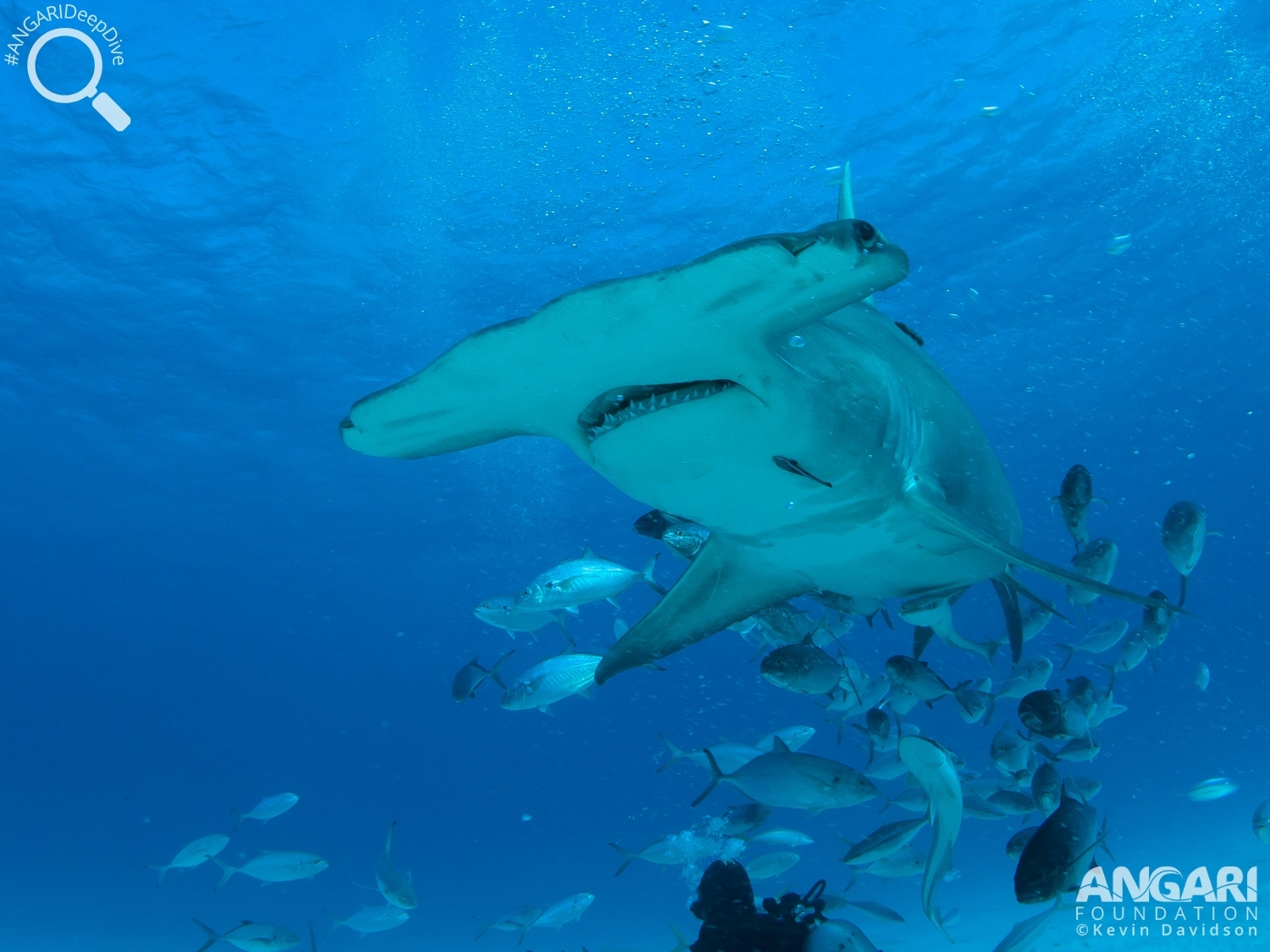 #ANGARIDeepDive_Great Hammerhead Shark_PC_Kevin Davidson