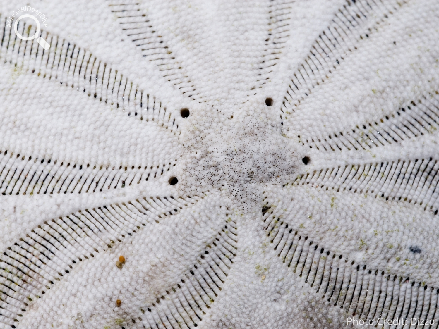 #ANGARIDeepDive_Common Sand Dollar_PC_Dizzo