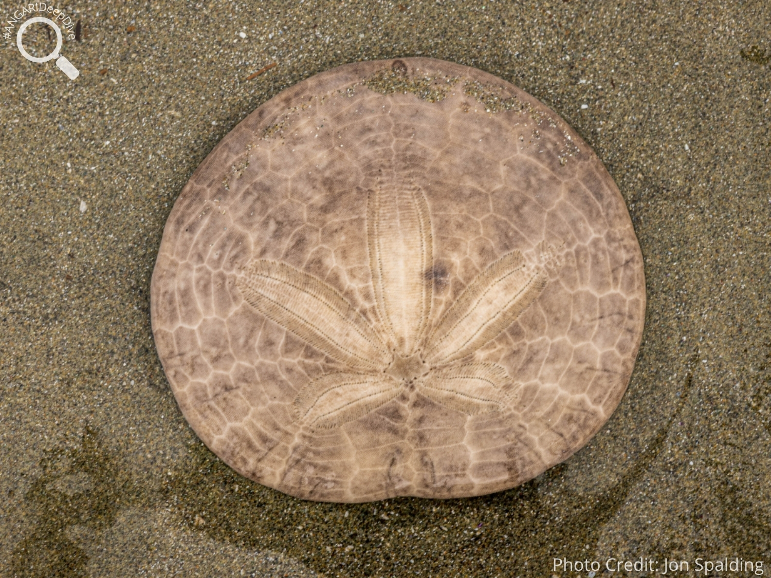 #ANGARIDeepDive_Common Sand Dollar_PC_Jon Spalding