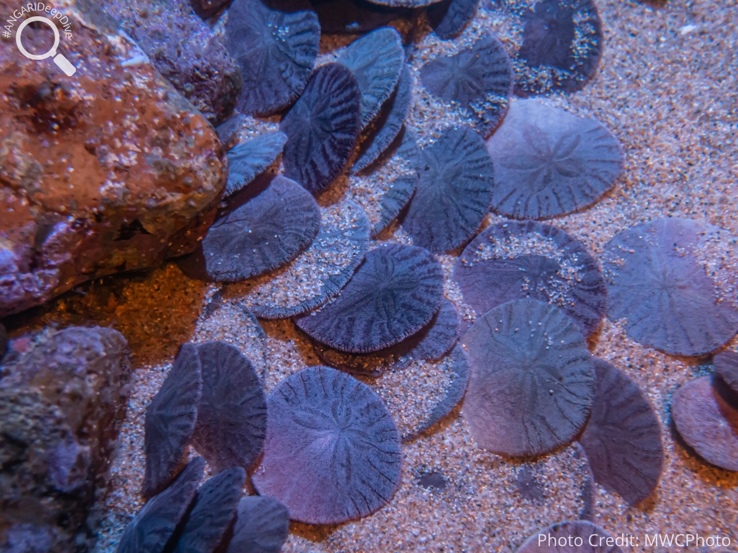 #ANGARIDeepDive_Common Sand Dollar_PC_MWCPhoto