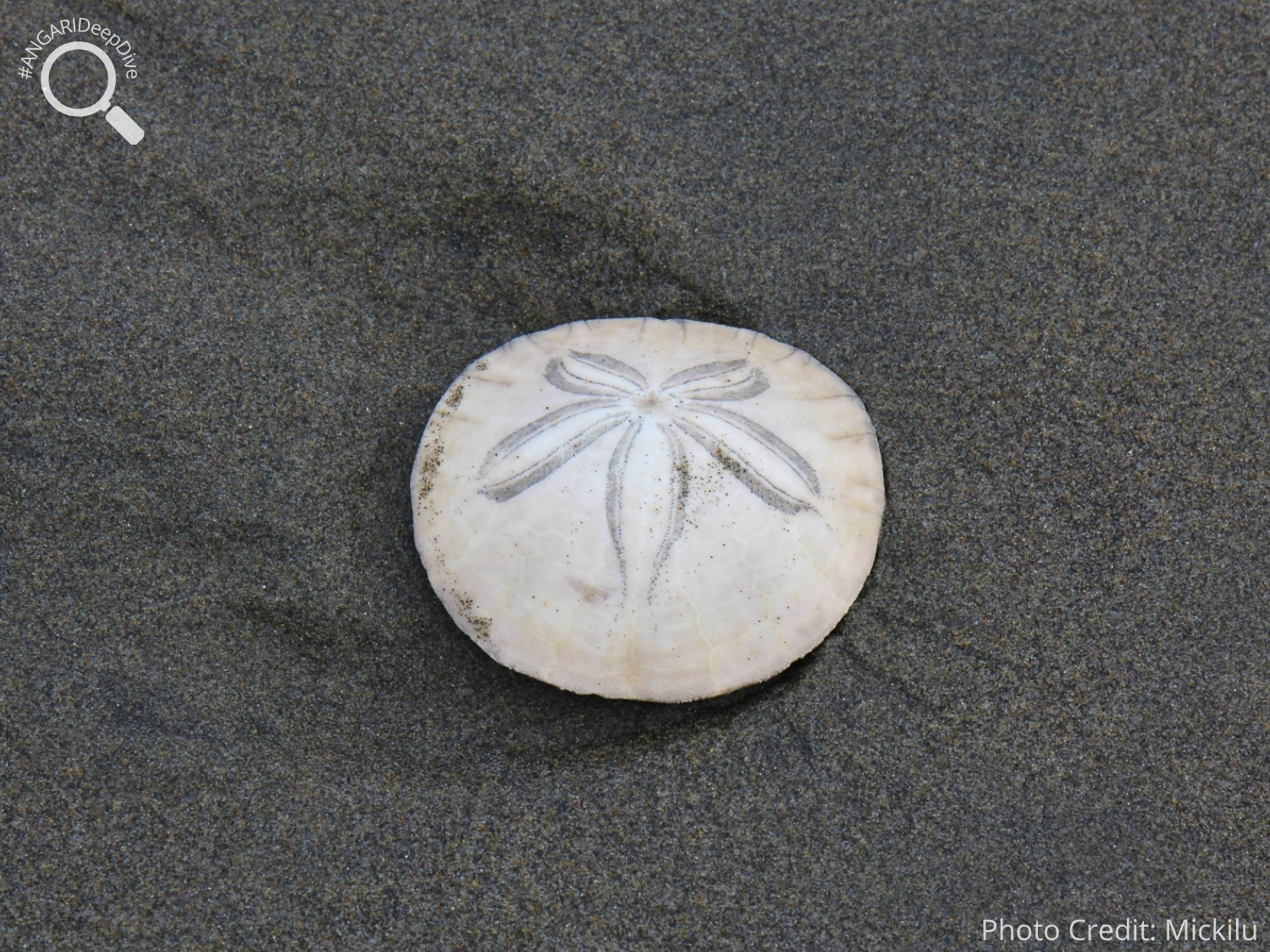 #ANGARIDeepDive_Common Sand Dollar_PC_Mickilu
