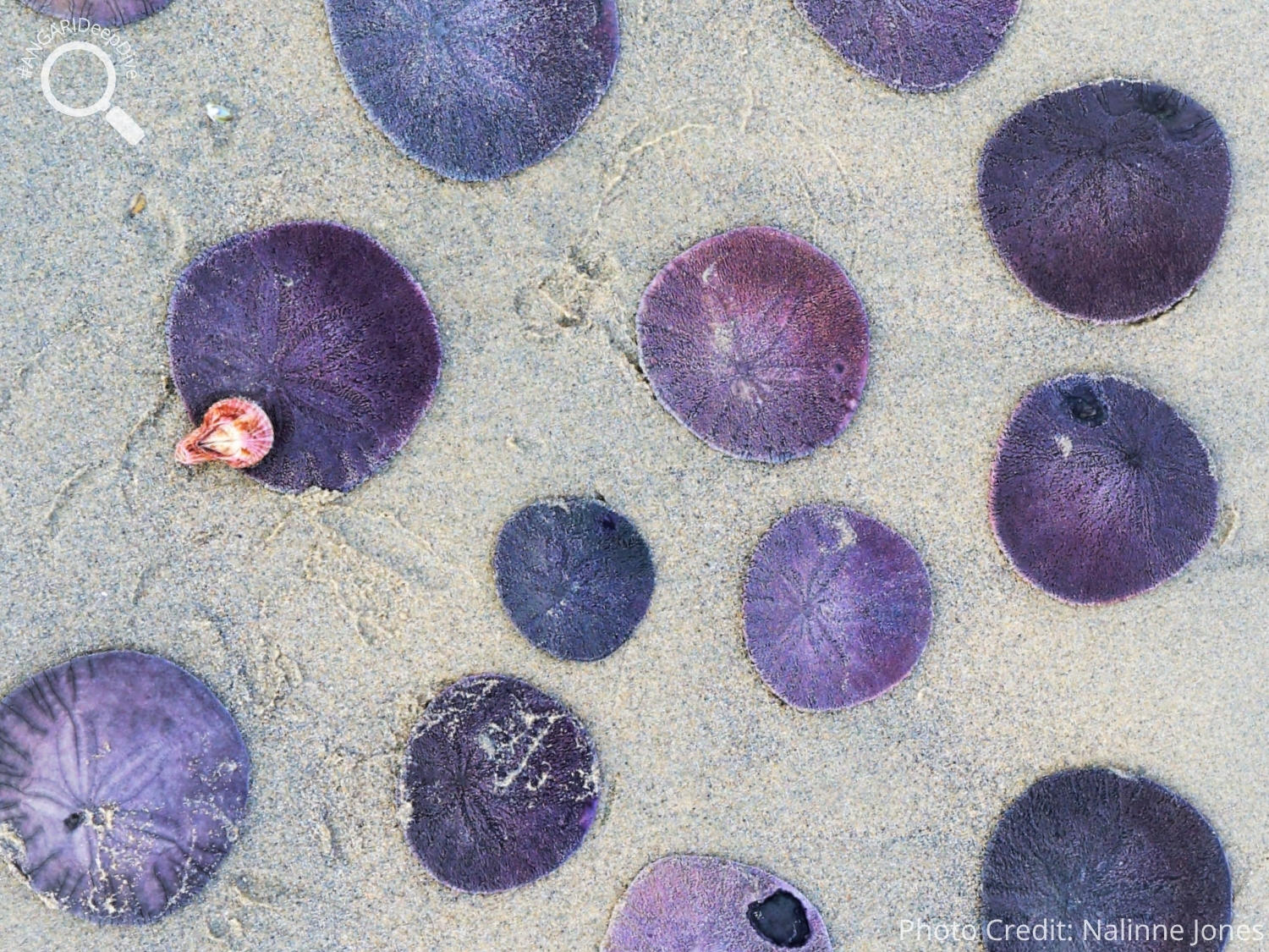 #ANGARIDeepDive_Common Sand Dollar_PC_Nalinne Jones
