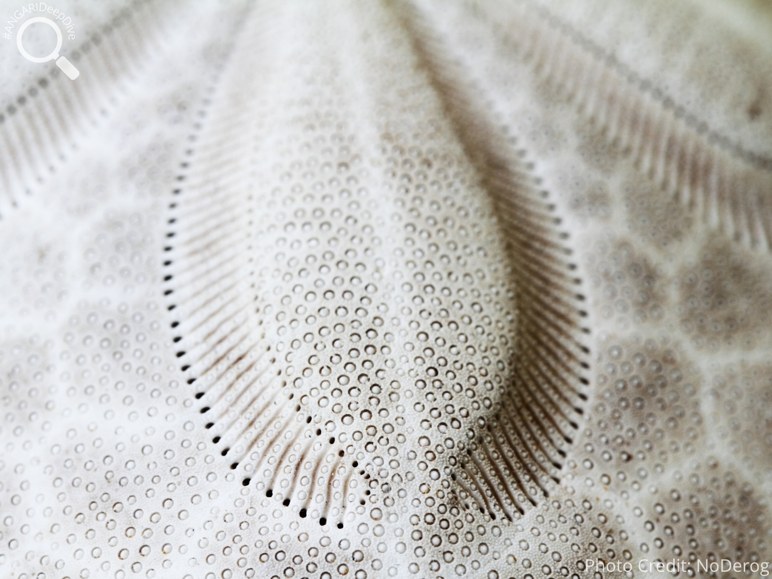 #ANGARIDeepDive_Common Sand Dollar_PC_NoDerog