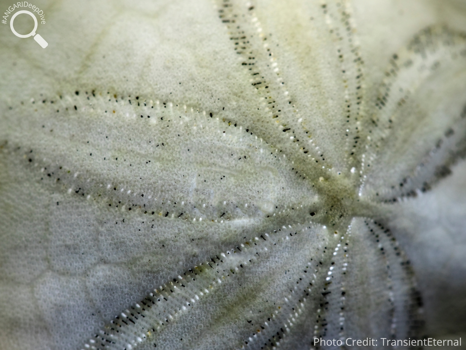 #ANGARIDeepDive_Common Sand Dollar_PC_TransientEternal