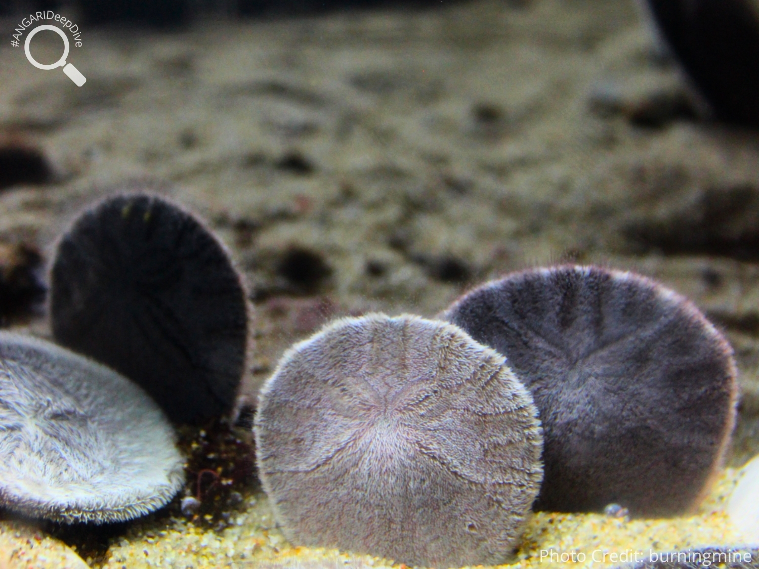 #ANGARIDeepDive_Common Sand Dollar_PC_burningmine