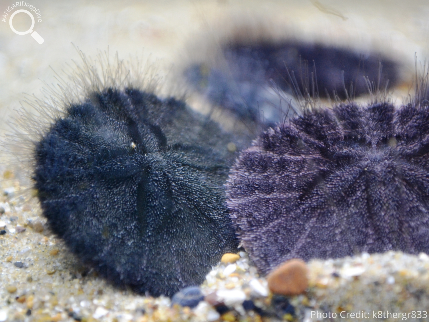 #ANGARIDeepDive_Common Sand Dollar_PC_k8thergr833