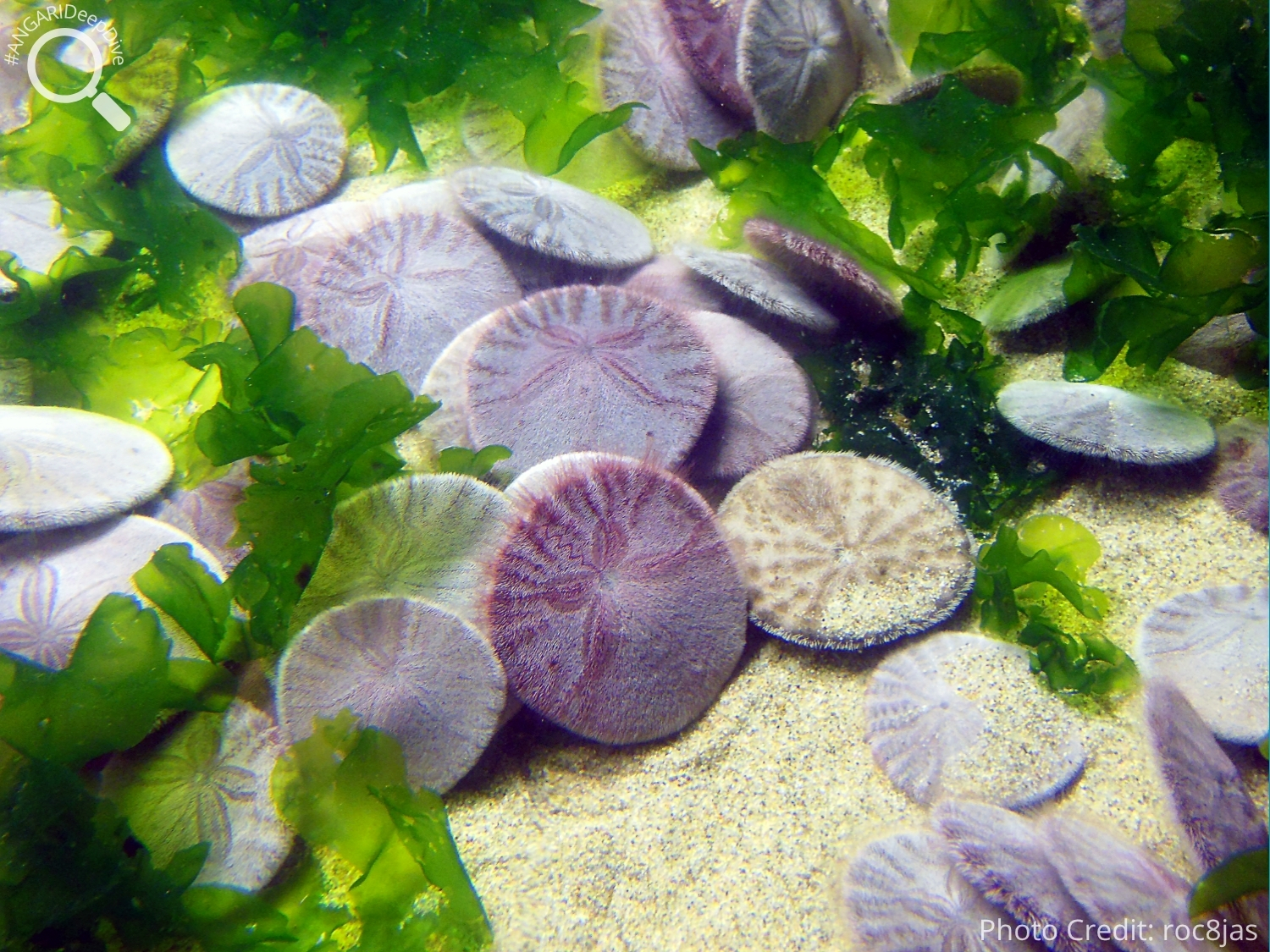#ANGARIDeepDive_Common Sand Dollar_PC_roc8jas