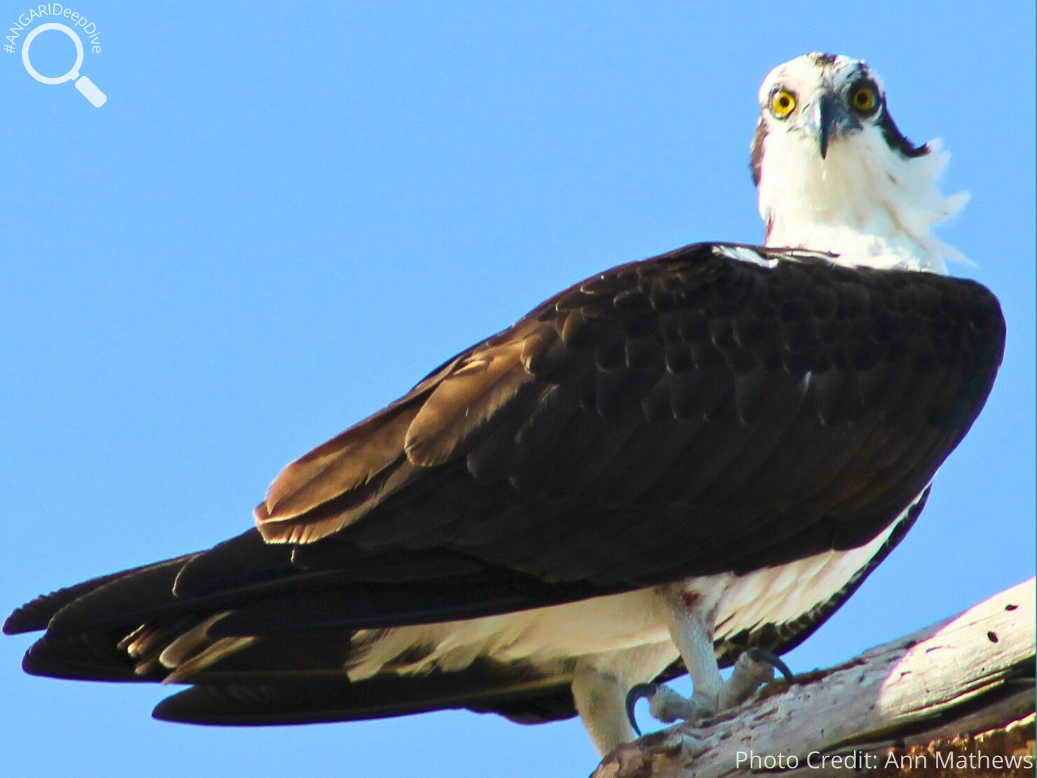 #ANGARIDeepDive_Osprey_PC_Ann Mathews