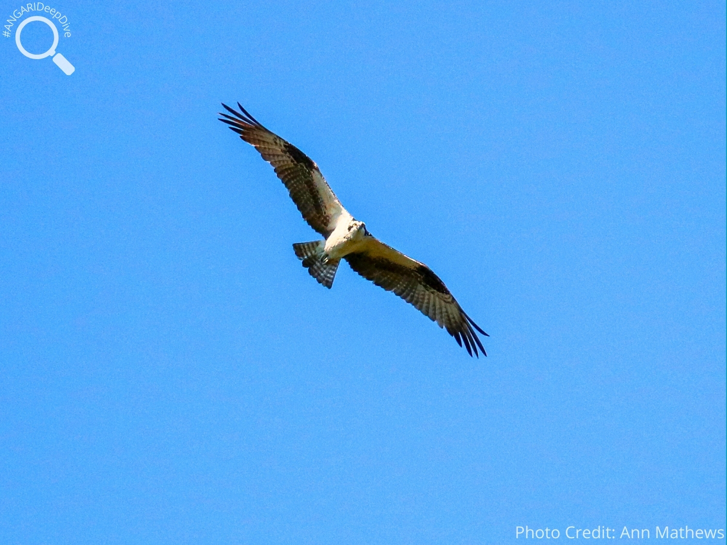#ANGARIDeepDive_Osprey_PC_Ann Mathews